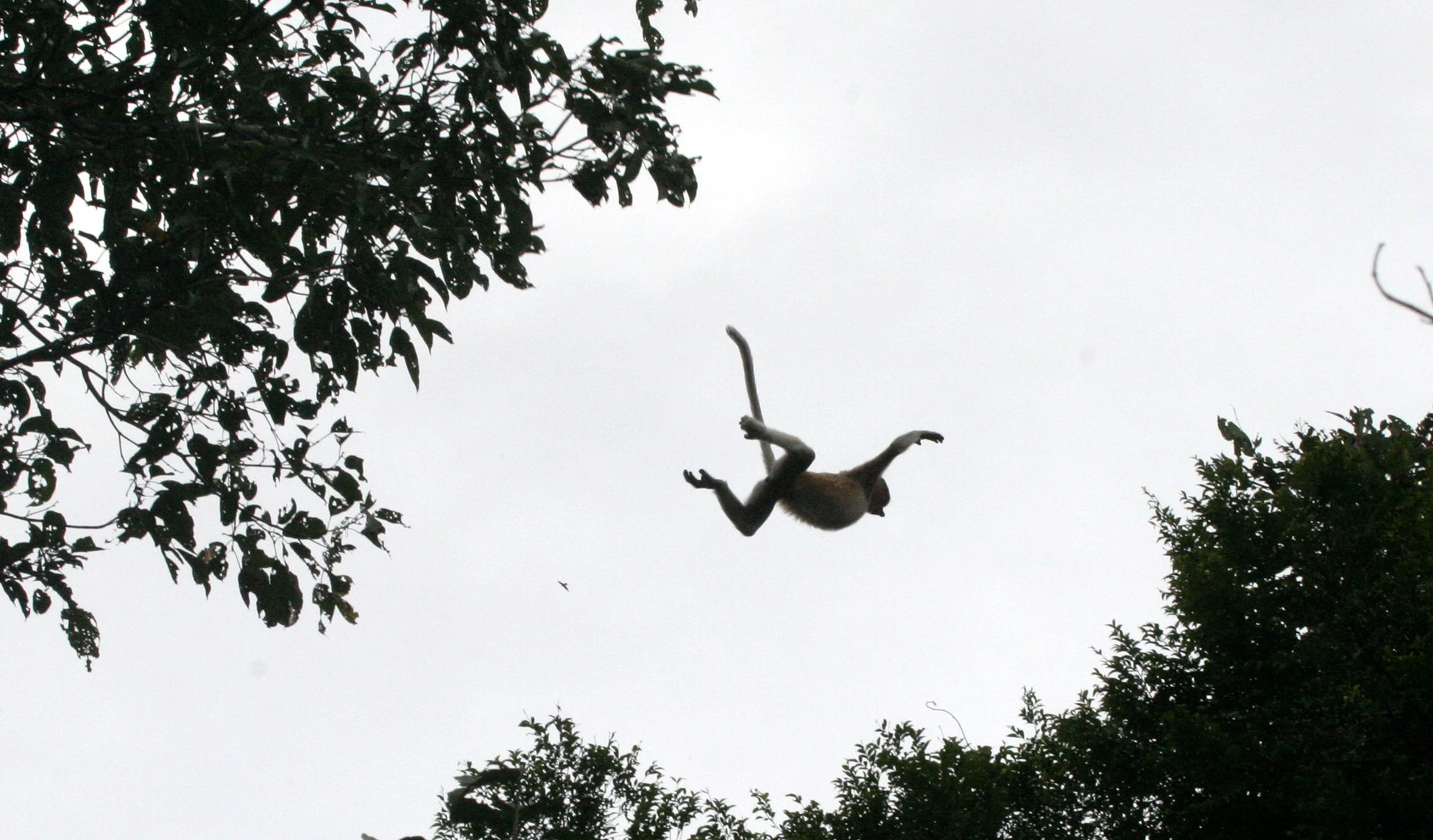 CERCOPITHECIDAE - Nasalis larvatus - PROBOSCIS MONKEY - KINABATANGAN RIVER BORNEO  (68).JPG