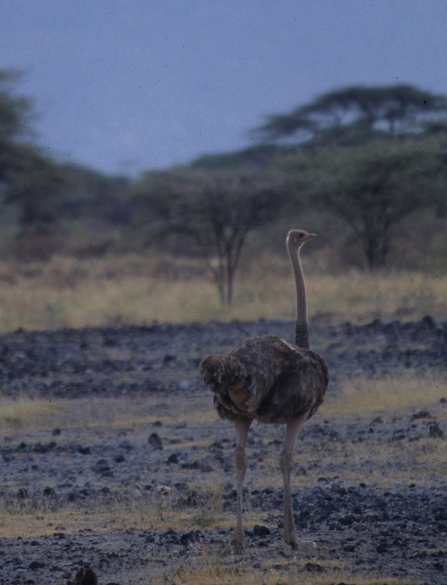 BIRDS - OSTRICH - SHABA D.jpg