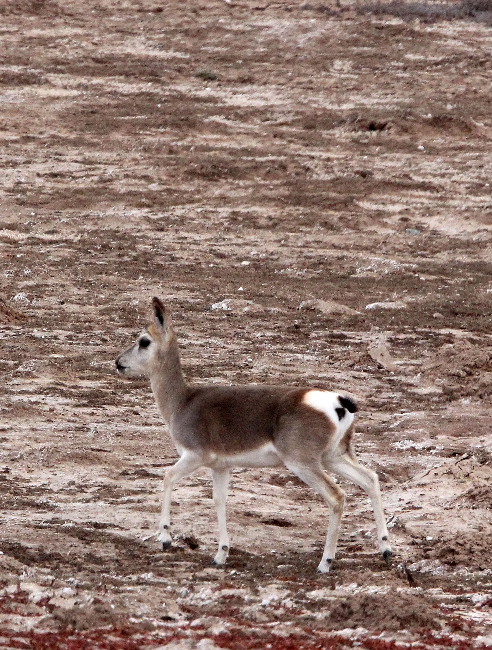 GAZELLE - TIBETAN GAZELLE - Procapra picticaudata - KU HAI LAKE QINGHAI CHINA ACROSS MAIN HIGHWAY TO WEST (49).JPG