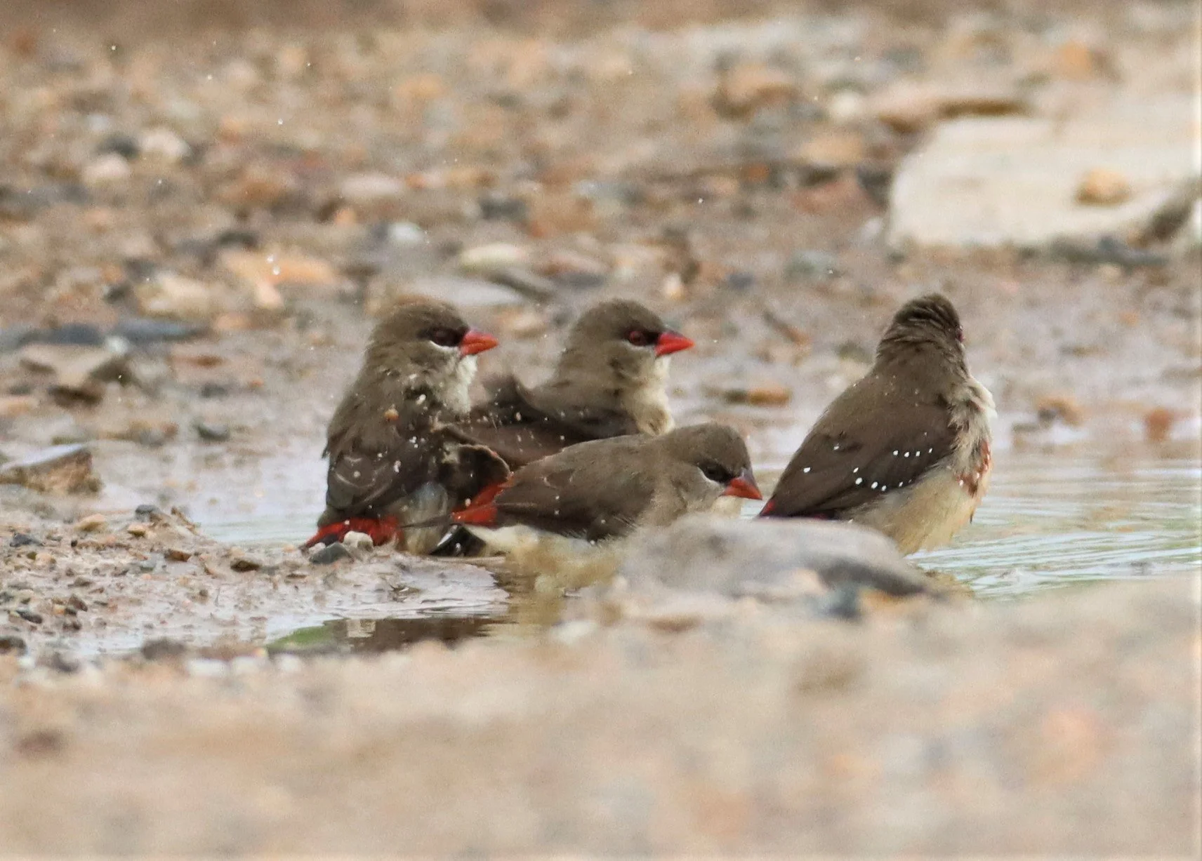 RED AVADAVAT - Amandava amandava - LAT KRABANG WETLANDS THAP YAO (23).jpg