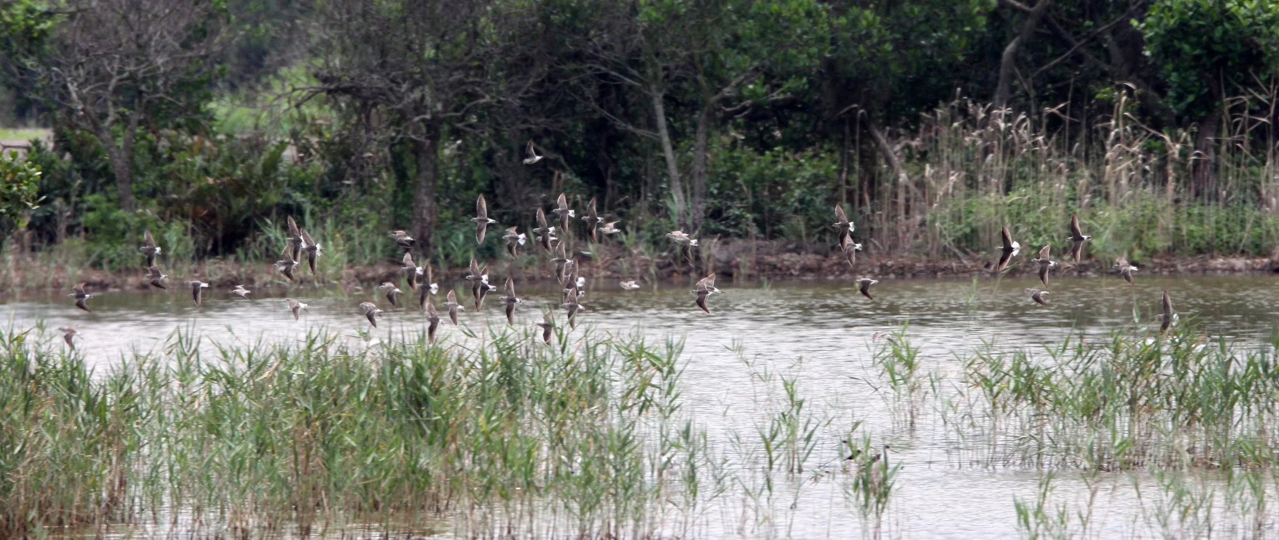 BIRD - GREAT KNOT - CALDRIS TENUIROSTRIS - MAI PO WETLANDS HONG KONG (2).JPG