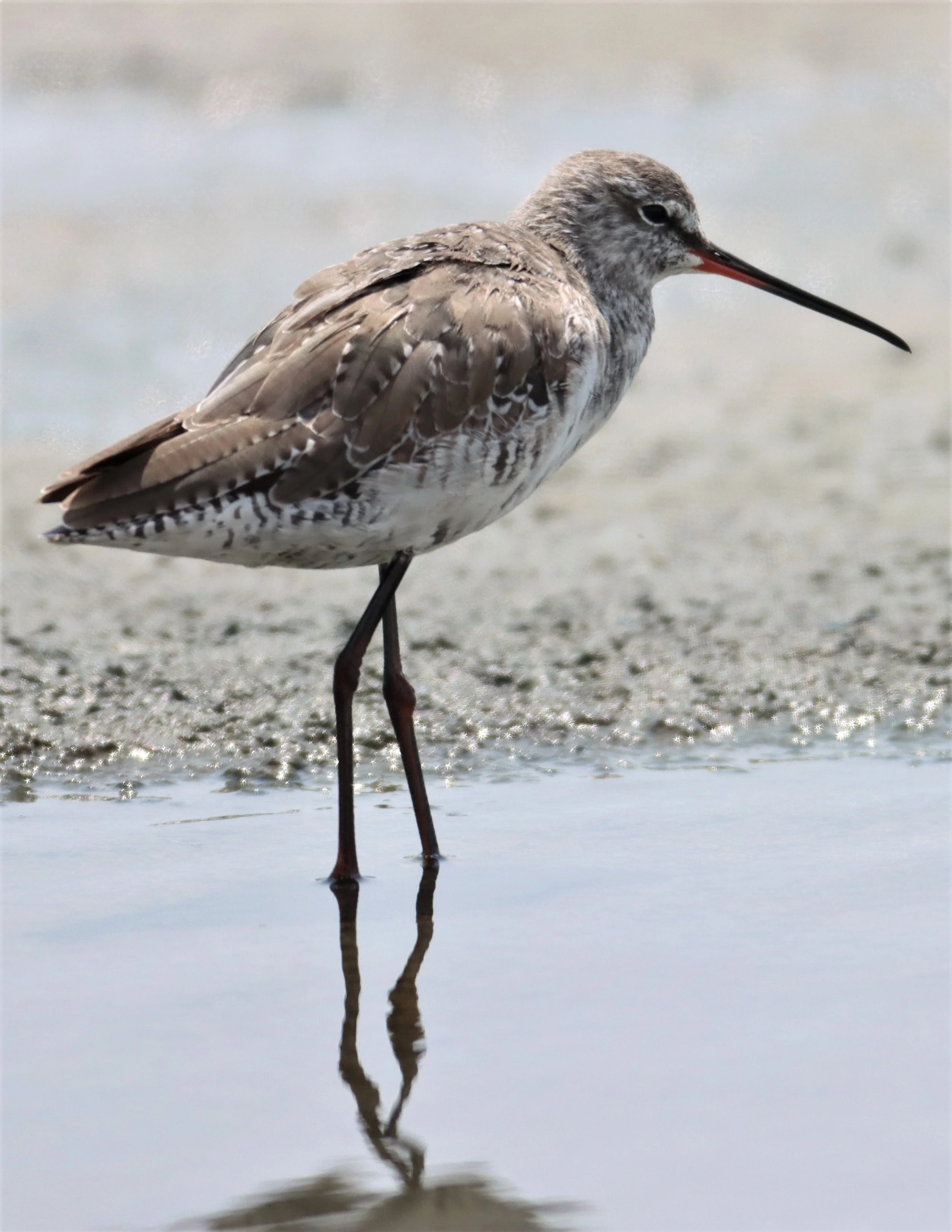 REDSHANK - SPOTTED REDSHANK - Tringa erythropus - KING'S GREEN CAVIAR PROJECT PETBURI (4).jpg