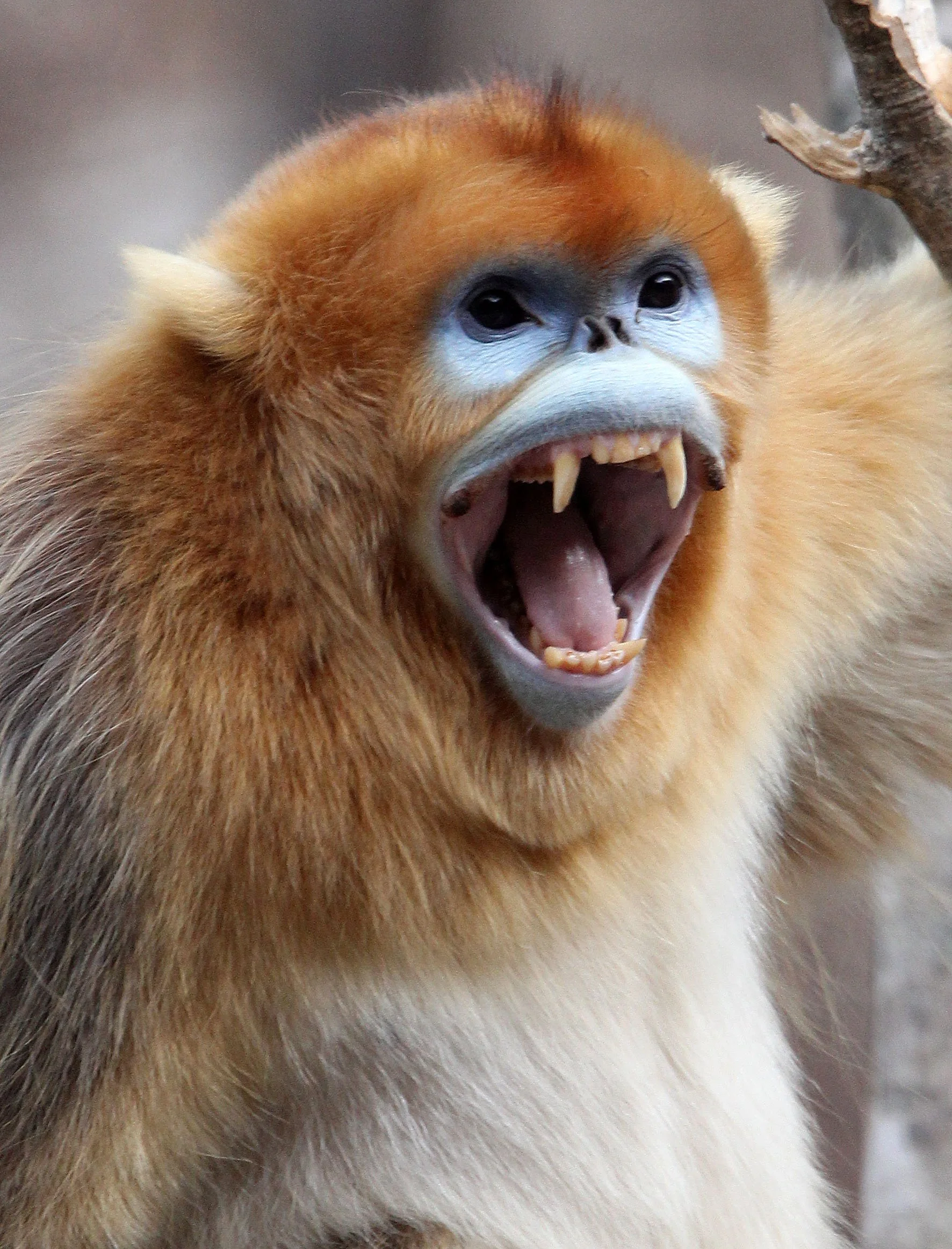 Rhinopithecus roxellana - Golden Snub-nosed Monkey