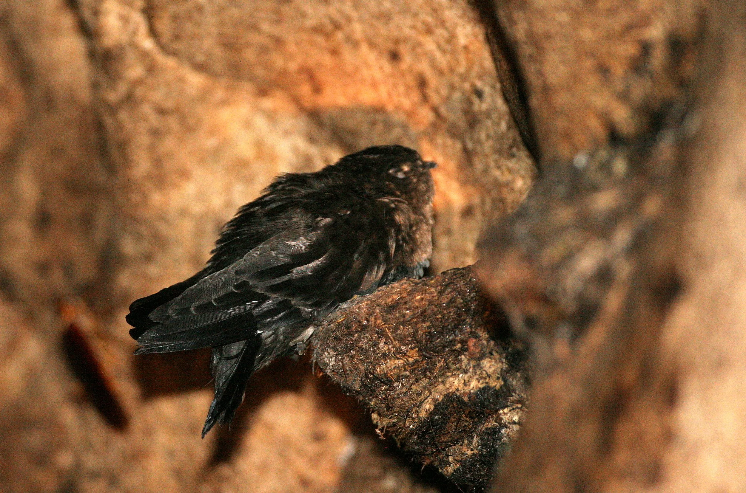 Black-nest Swiftlet (Collocalia maxima) Gamontong Caves Borneo (2).JPG