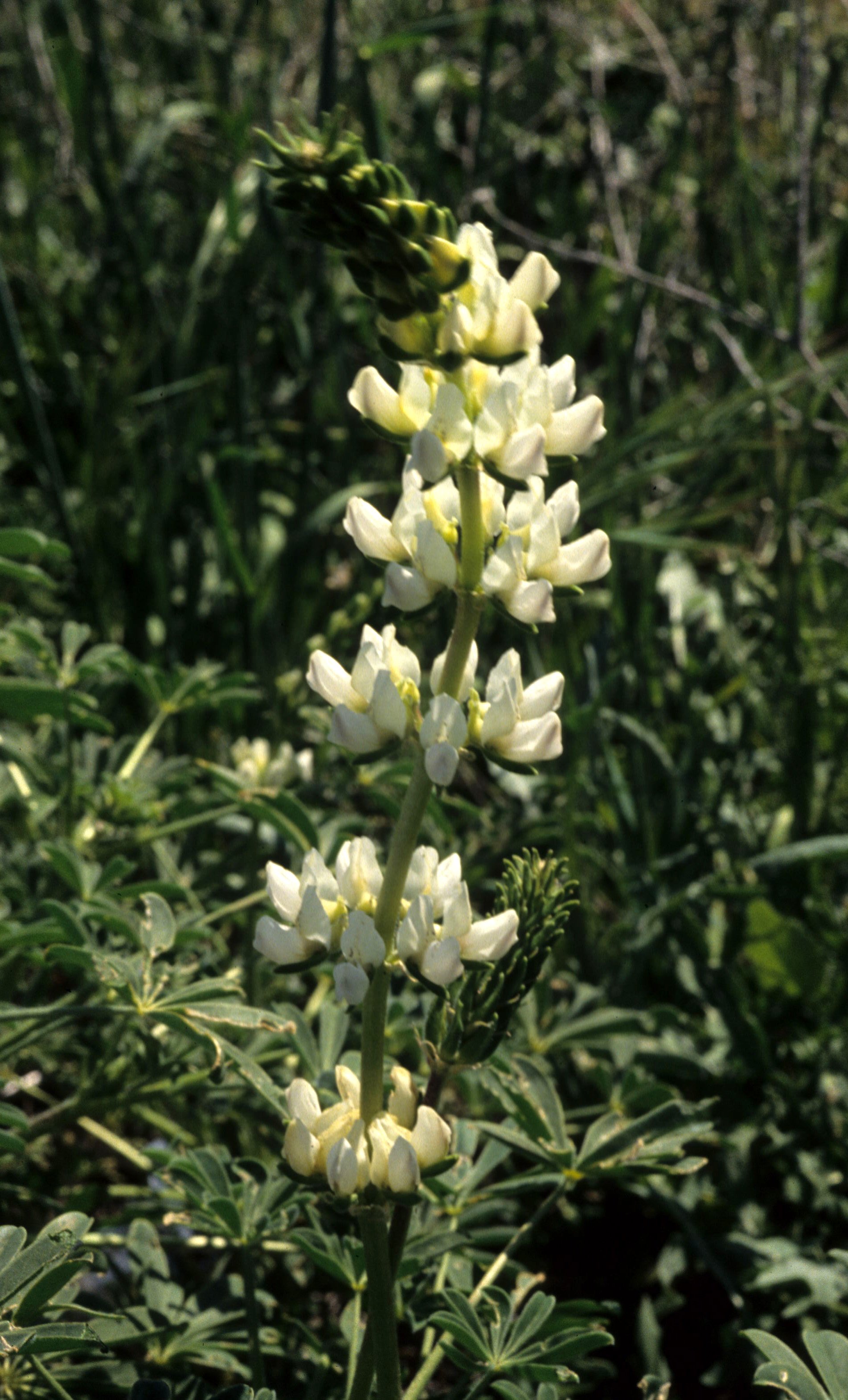 CALIFORNIA - SIERRA - LUPINUS DENSIFLORUS - WHITE LUPINE.jpg