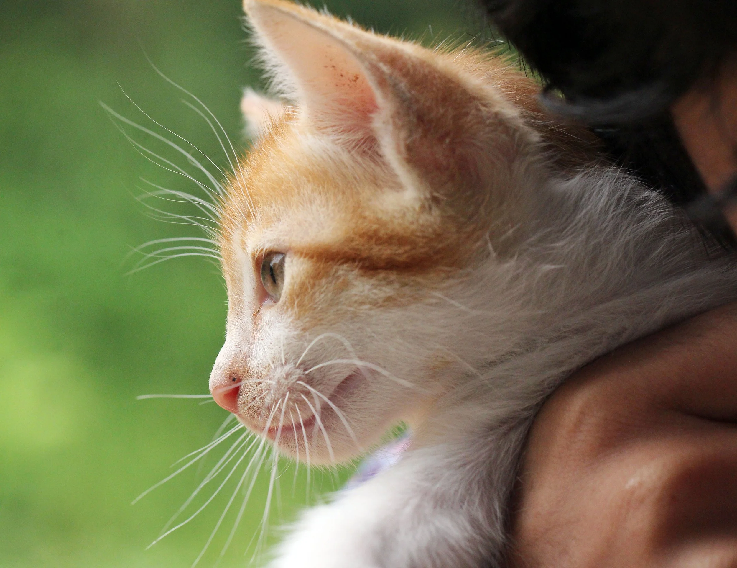 2015 Koh Lanta October Break Trip  (242).JPG