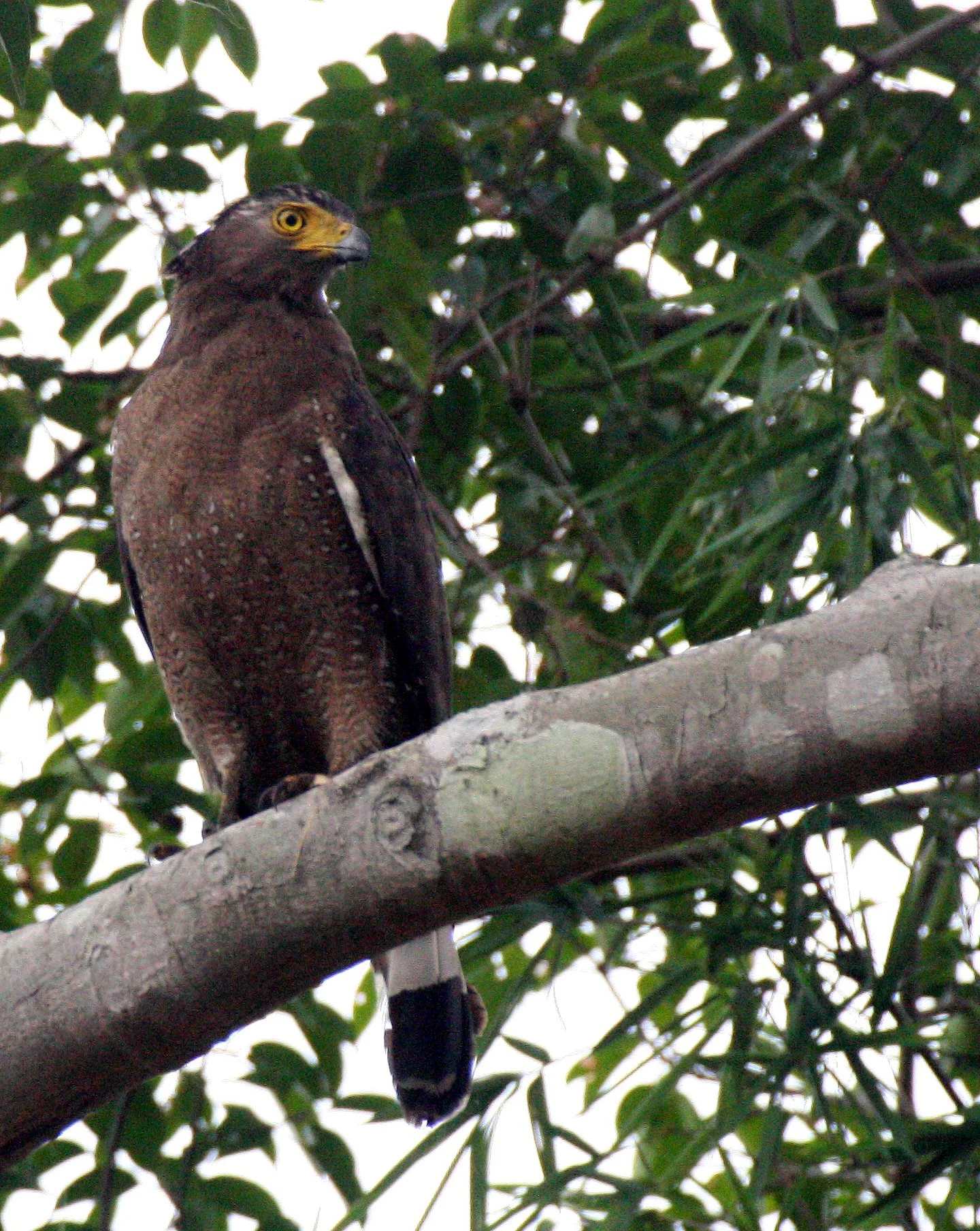 EAGLE - CRESTED SERPENT EAGLE - Spilornis cheela - HUAI KHA KHAENG THAILAND (4).JPG