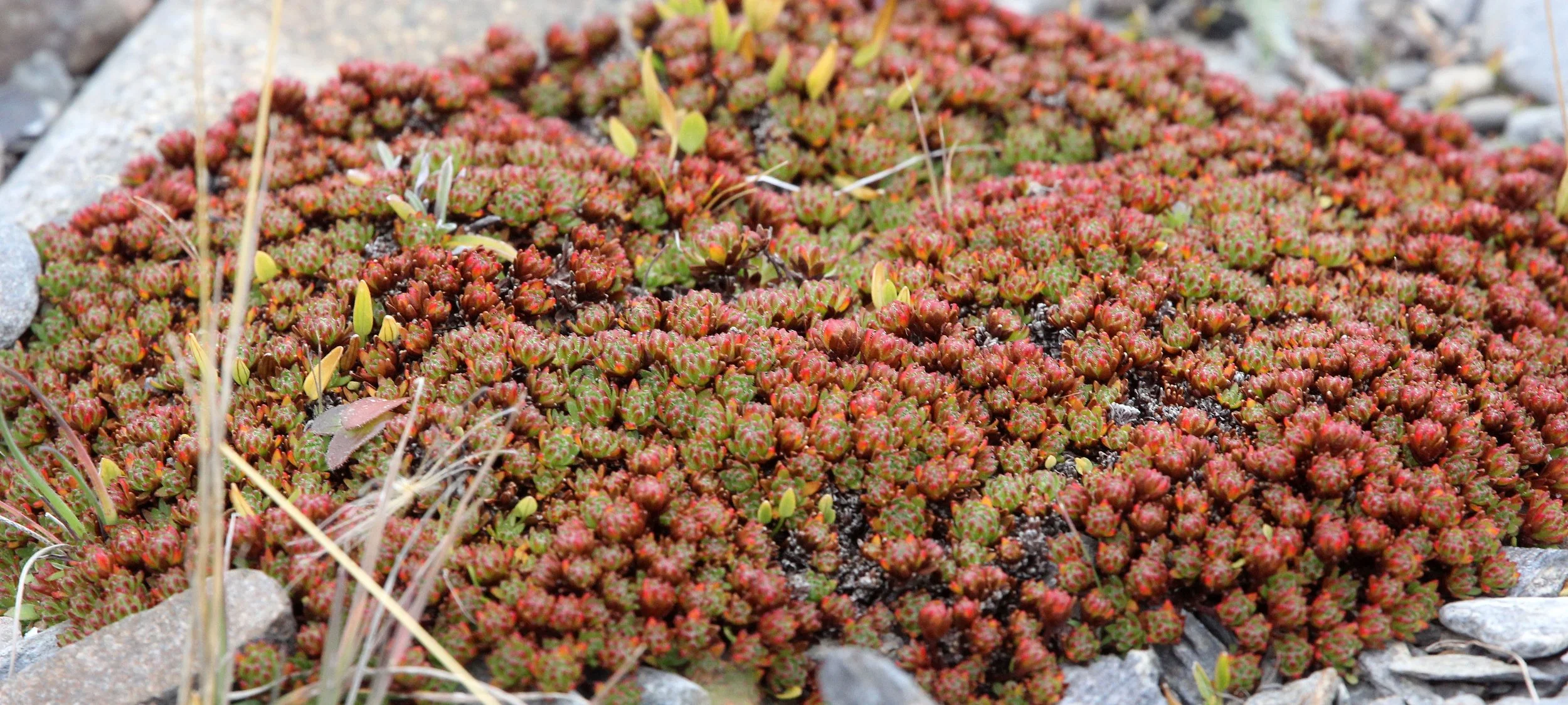 KEKEXILI NATIONAL RESERVE - QINGHAI PROVINCE - EASTERN SECTOR (7).JPG