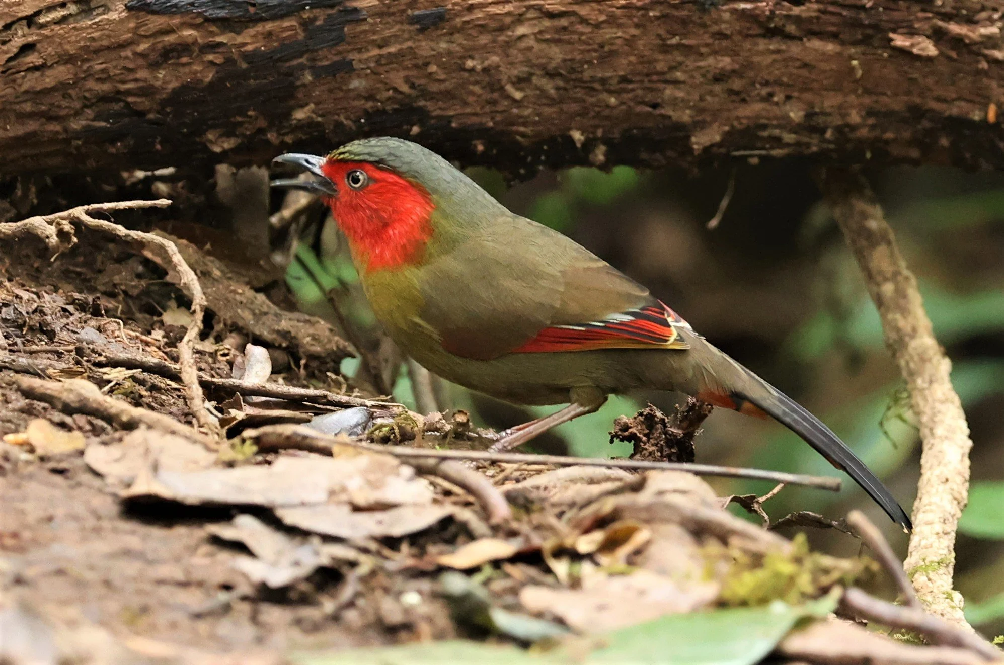 LIOCICHLA - SCARLET-FACED LIOCICHLA - Liocichla ripponi - DOI PHA HOM POK NP DOI LANG EAST FEB 2022 (24).jpg