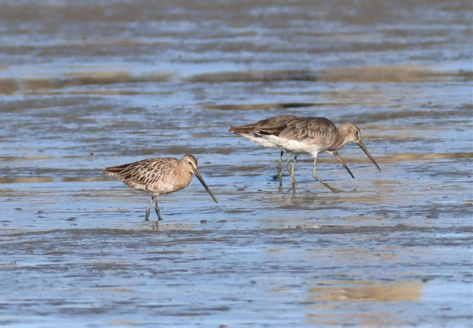 DOWITCHER - ASIAN DOWITCHER - Limnodromus semipalmatus - Mangrove Forest Research Center Samut Sakhon (2).jpg