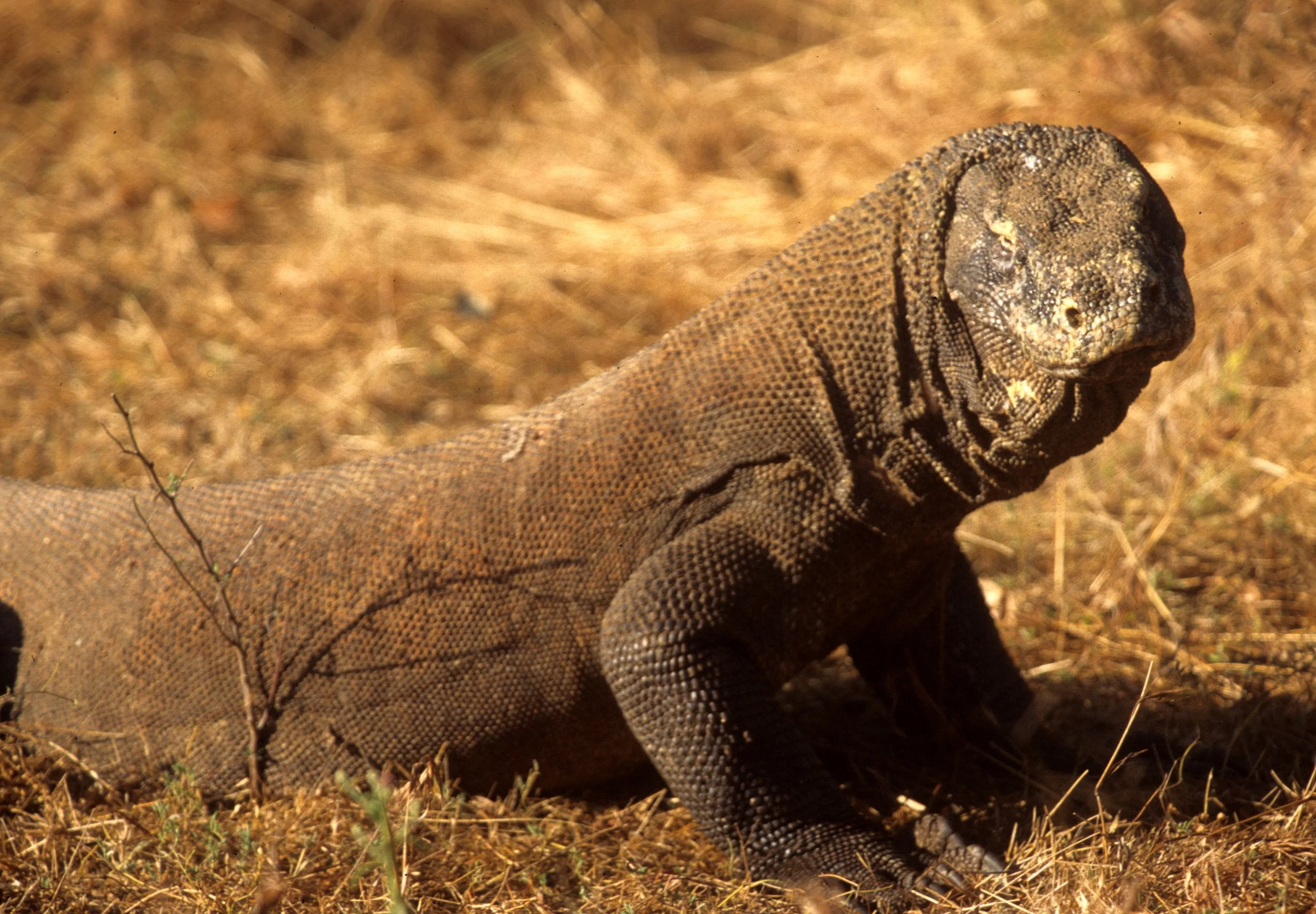 REPTILE - MONITOR LIZARD - KOMODO DRAGON - KOMODO ISLAND E.jpg