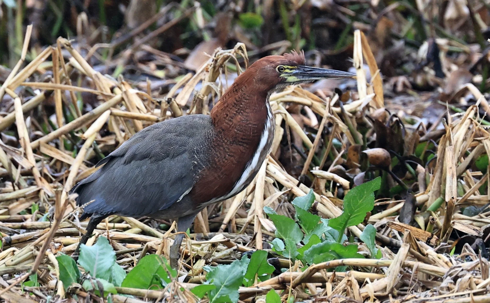 Rufescent Tiger-Heron (Tigrisoma lineatum) Reserva Natural Ceibas, Entre Rios, Argentina (12).jpg