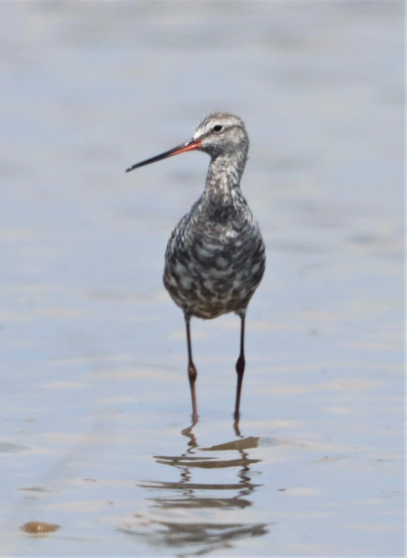 REDSHANK - SPOTTED REDSHANK - Tringa erythropus - BANG PAKONG SALT PANS CHACHOENGSAO WEST OF RIVER (6).jpg