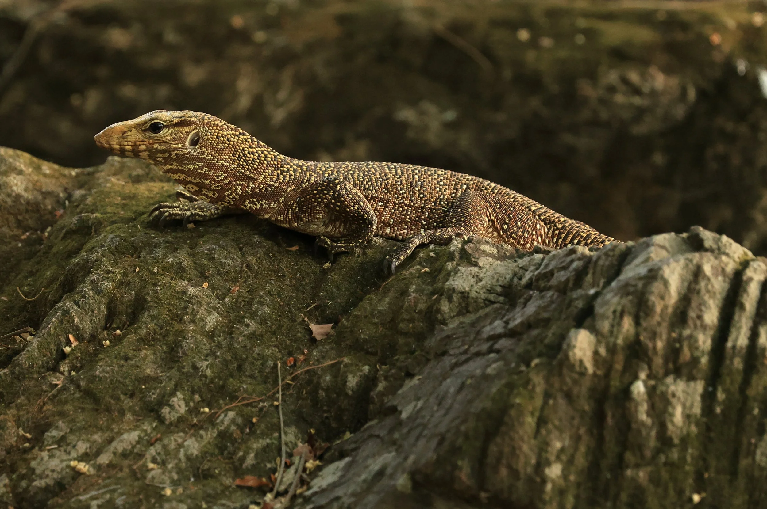 Indochinese Water Monitor from Huai Kha Khaeng.  Subadult