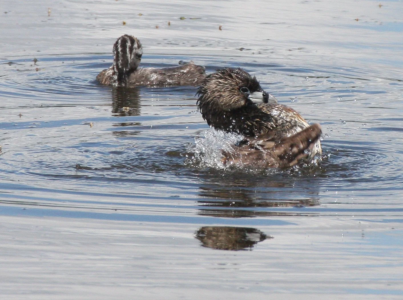 Pied-billed Grebe (Podilymbus podiceps) Ridgefield NWR Washington (45).JPG