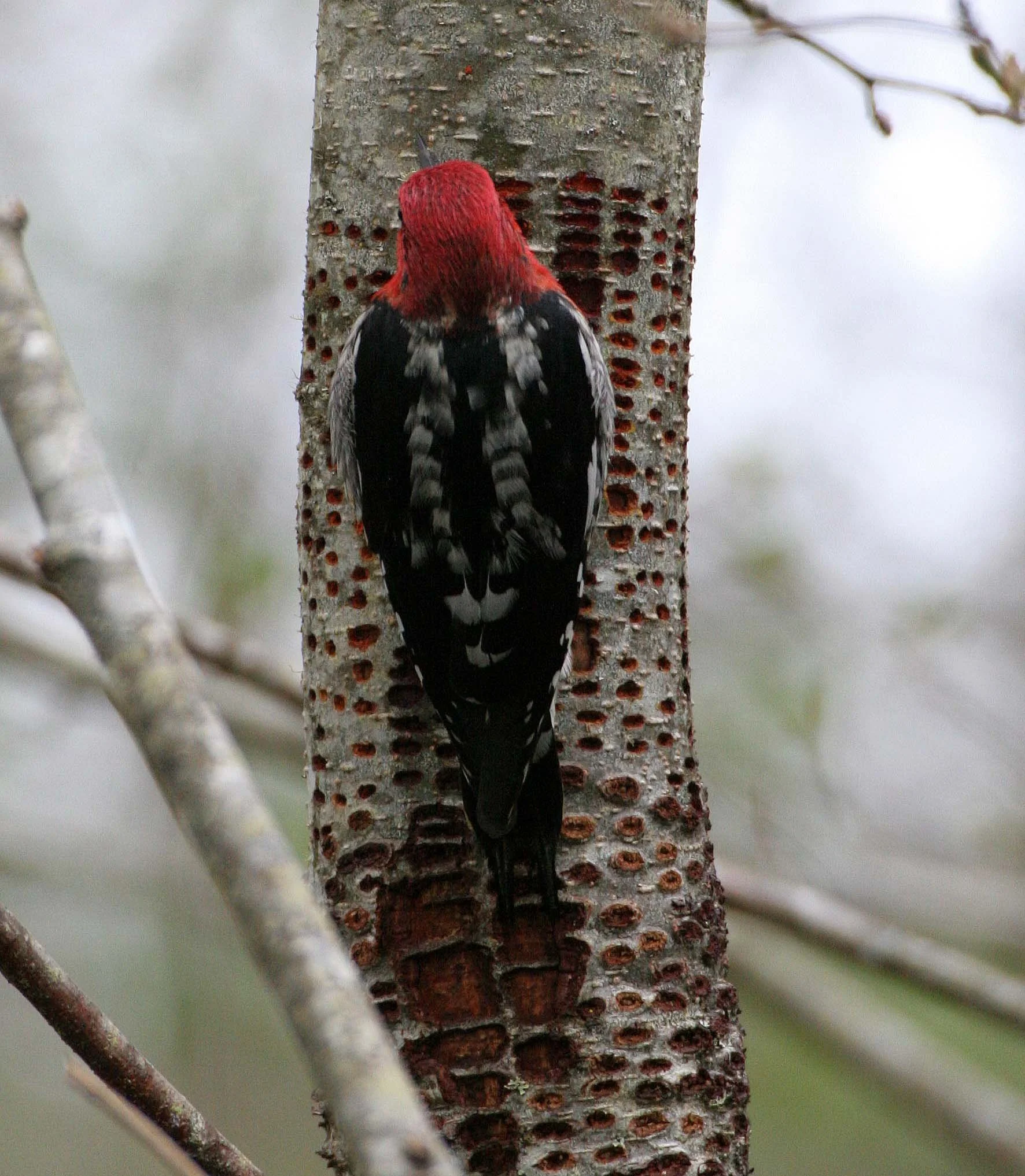 BIRD - WOODPECKER - SAPSUCKER - RED-BREASTED SAPSUCKER - SPHYRAPICUS RUBER - LAKE FARM TRAILS WA (29).JPG