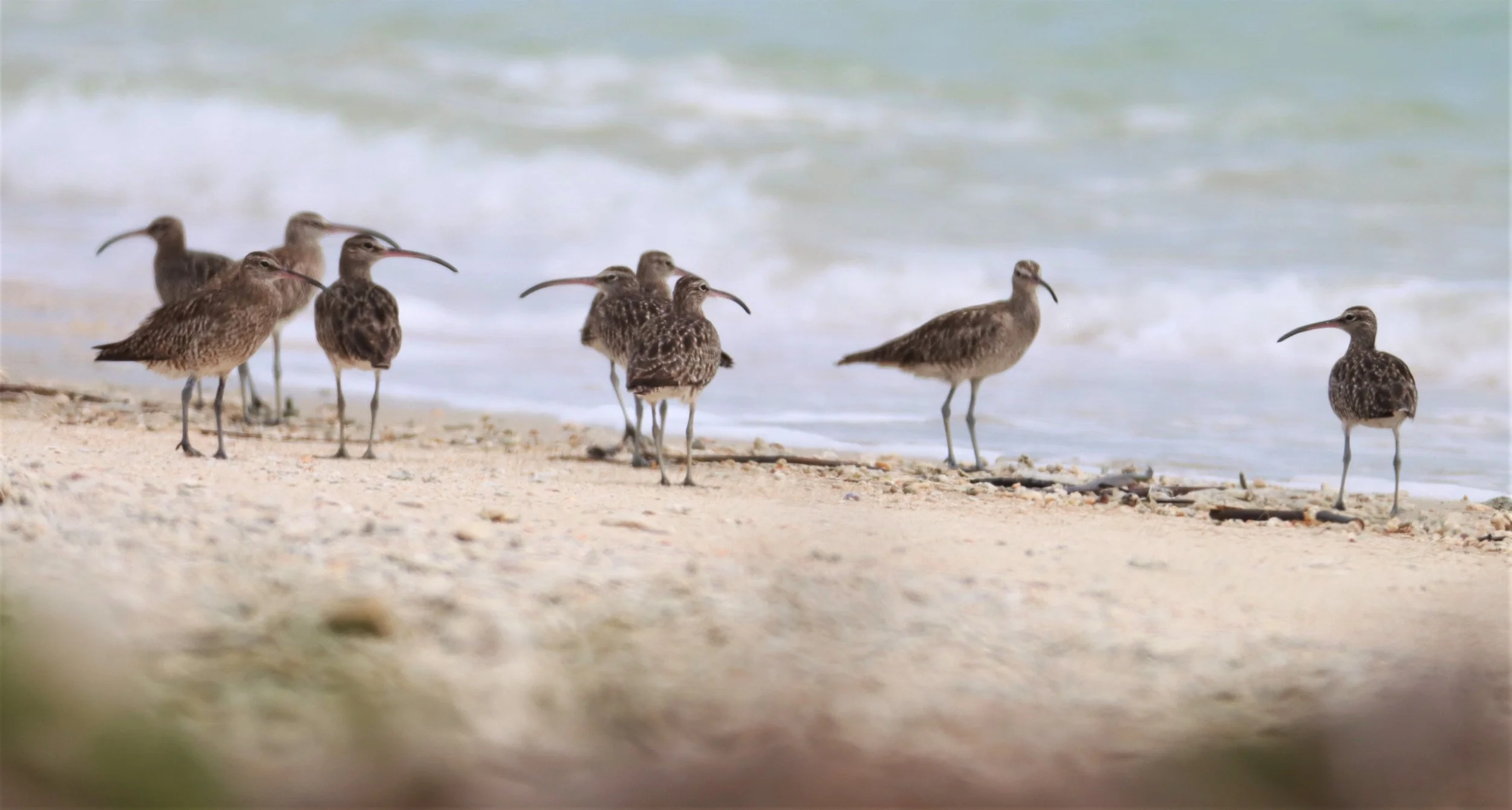 WHIMBREL - Numenius phaeopus -  PHANG NGA LAEM PAKARANG (16).jpg
