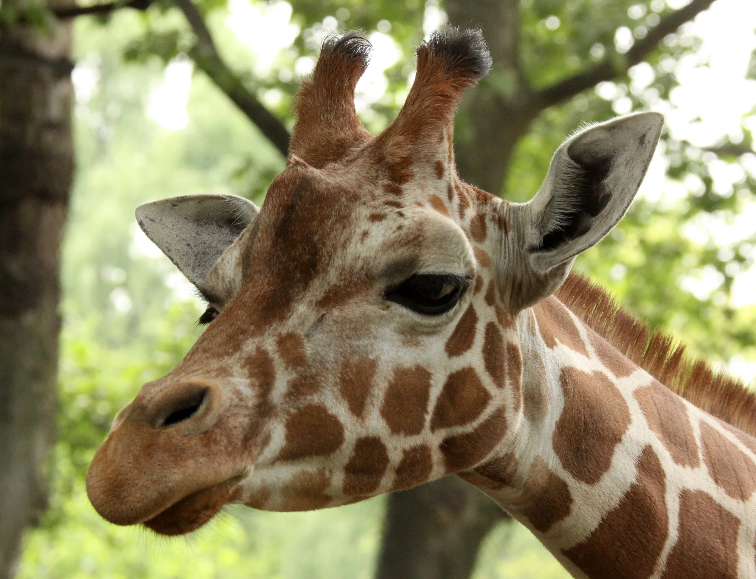 GIRAFFE - RETICULATED GIRAFFE - SHANGHAI ZOO.JPG