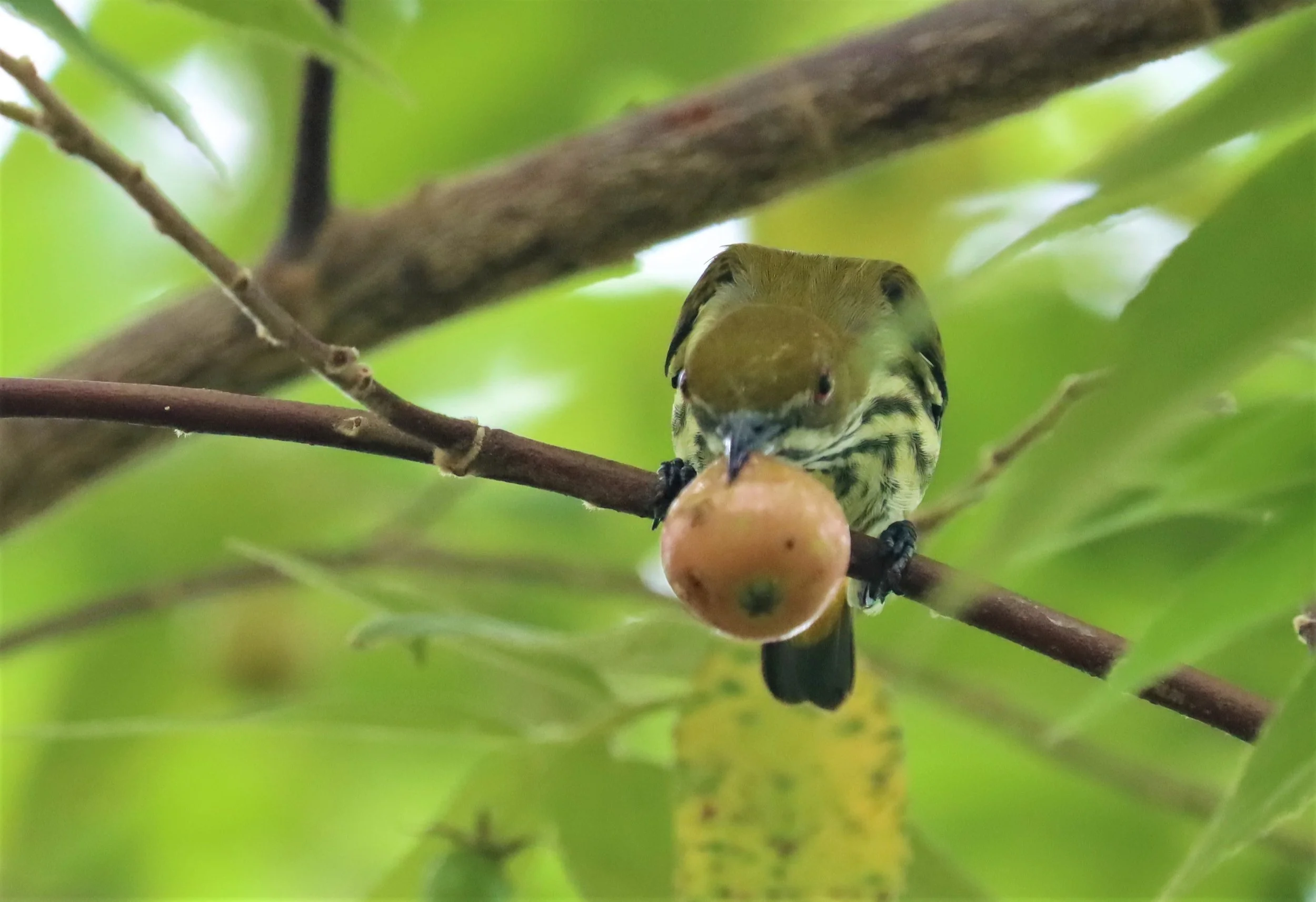 FLOWERPECKER - YELLOW-VENTED FLOWERPECKER - Dicaeum chrysorrheum - BAAN MAKA - IMAGE BY GIFT  (23).jpg