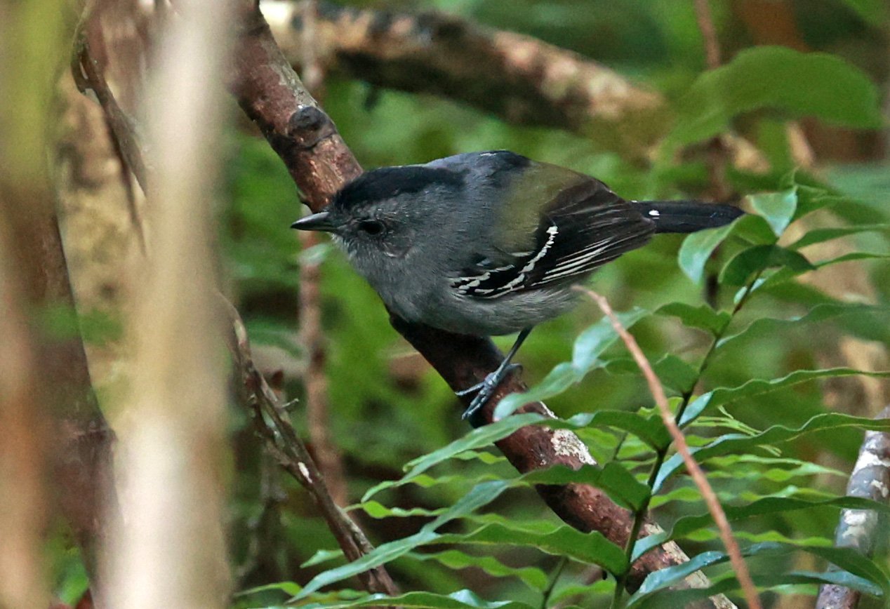 Variable Antshrike (Thamnophilus caerulescens) Superagui National Park, Brazil (9).jpg