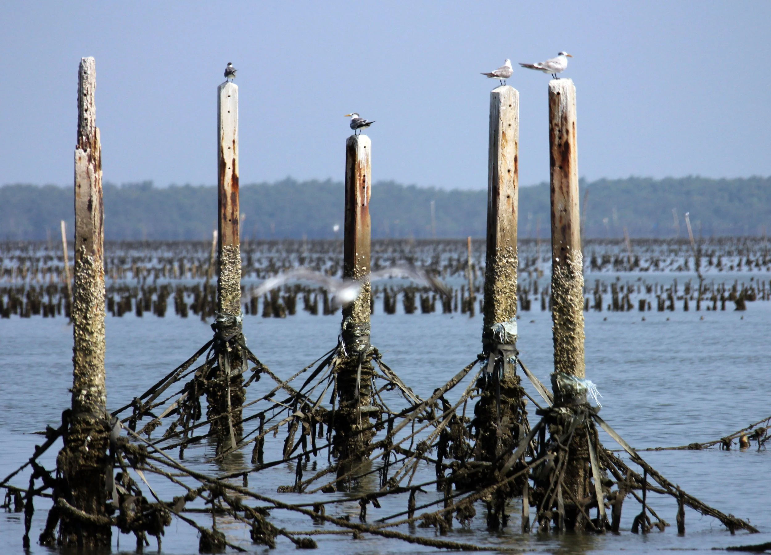 2014 Amphawa Trip to See Whales from Baan Taboon (129).JPG