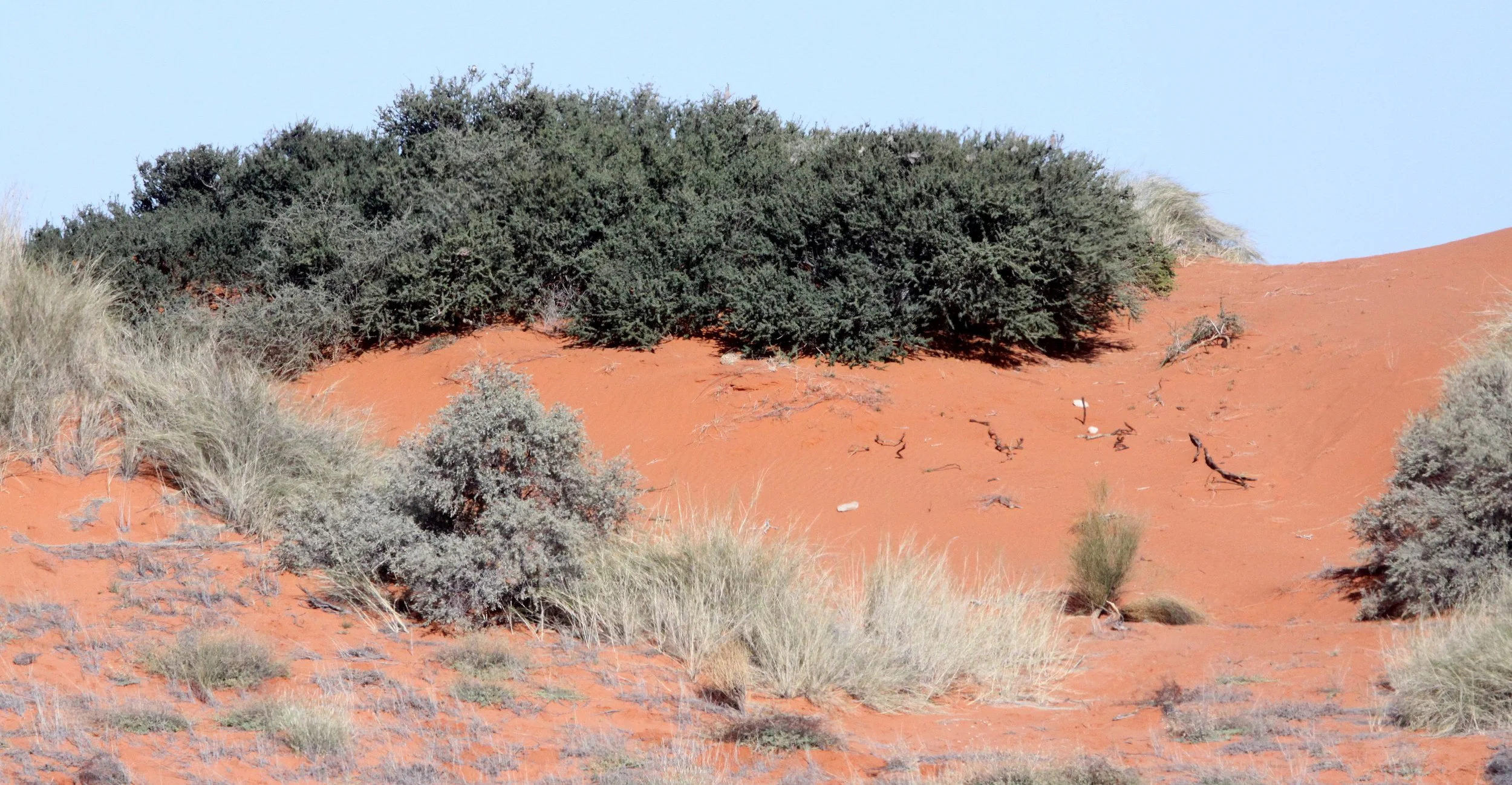 KGALAGADI NATIONAL PARK SOUTH AFRICA.JPG