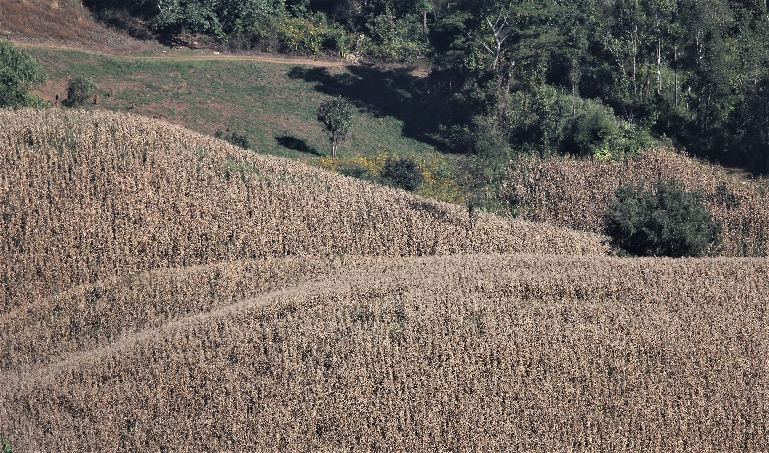 Chiang Mai - corn fields 2.jpg
