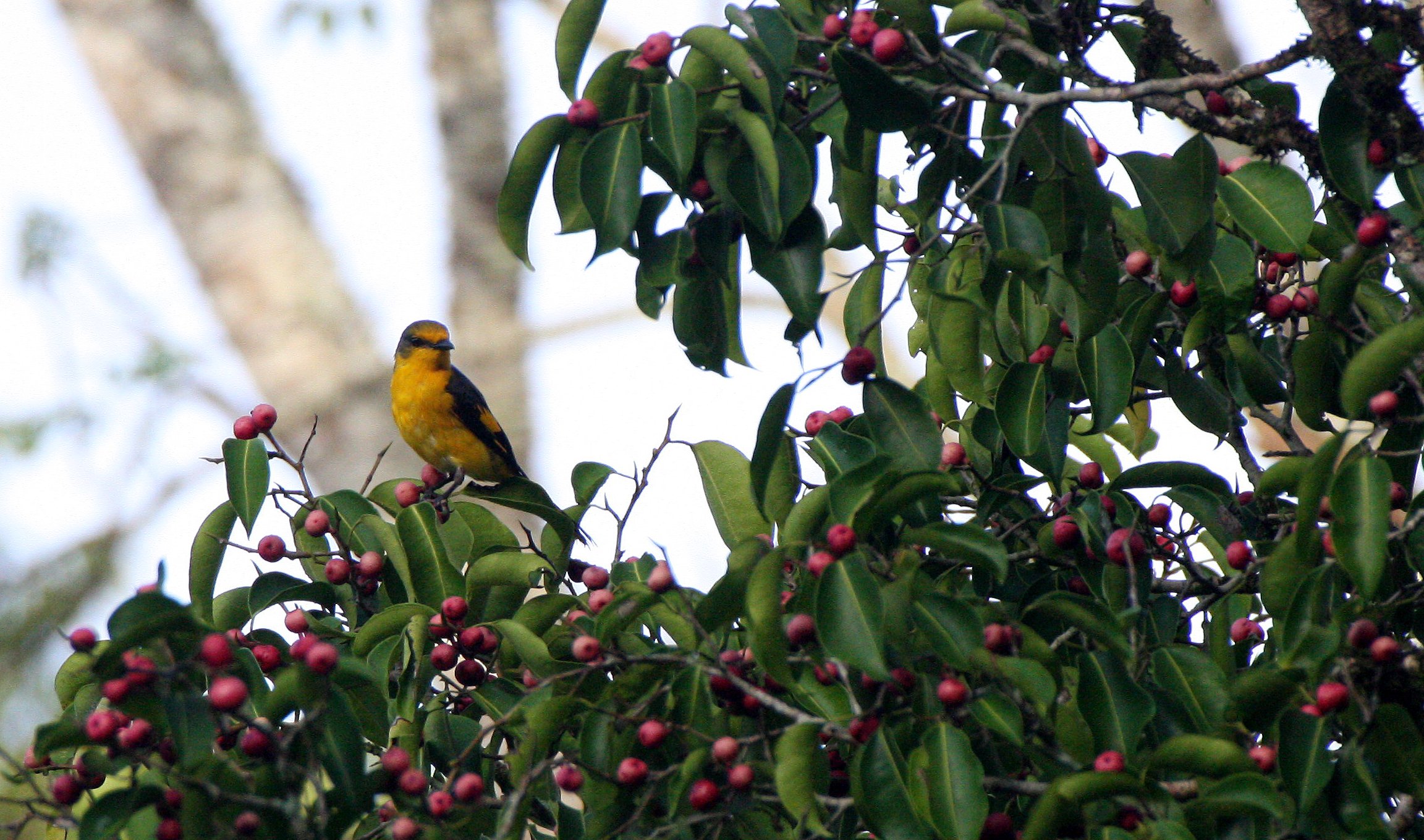 Scarlet Minivet (Pericrocotus speciosus) Kaeng Krachan NP Thailand (14).JPG