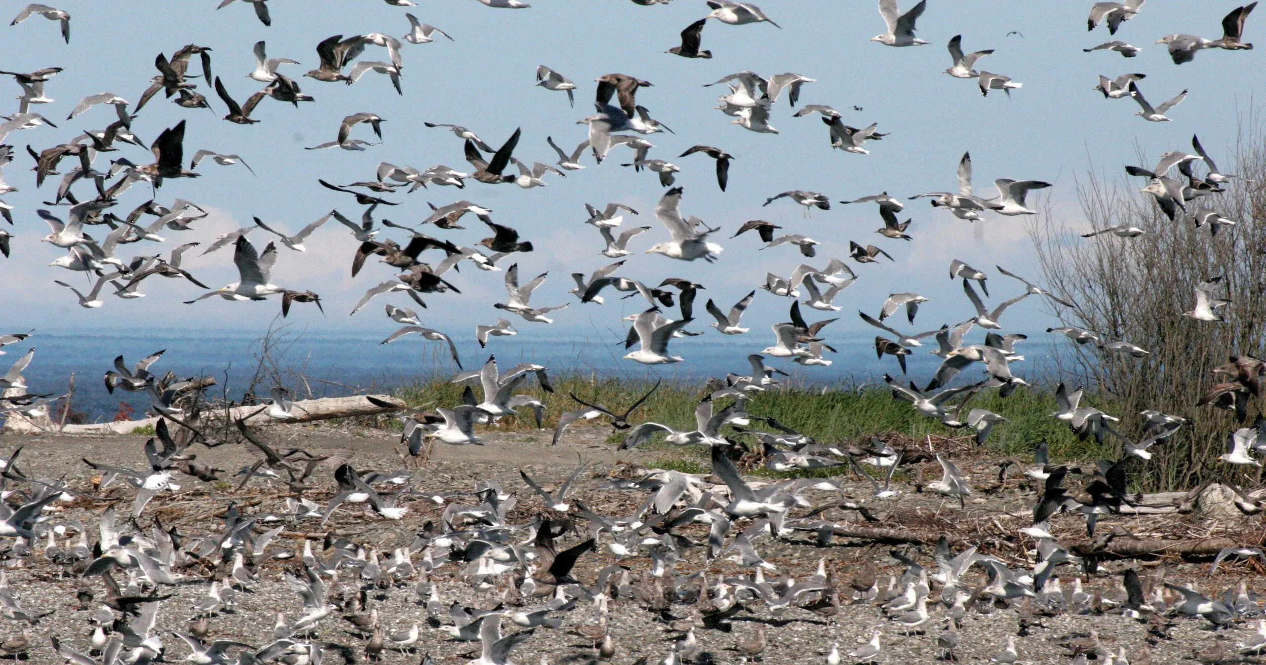 BIRD - GULL - HEERMANN'S AND WESTERN GULL MIXED FLOCKS - ELWHA RIVER MOUTH (2).JPG
