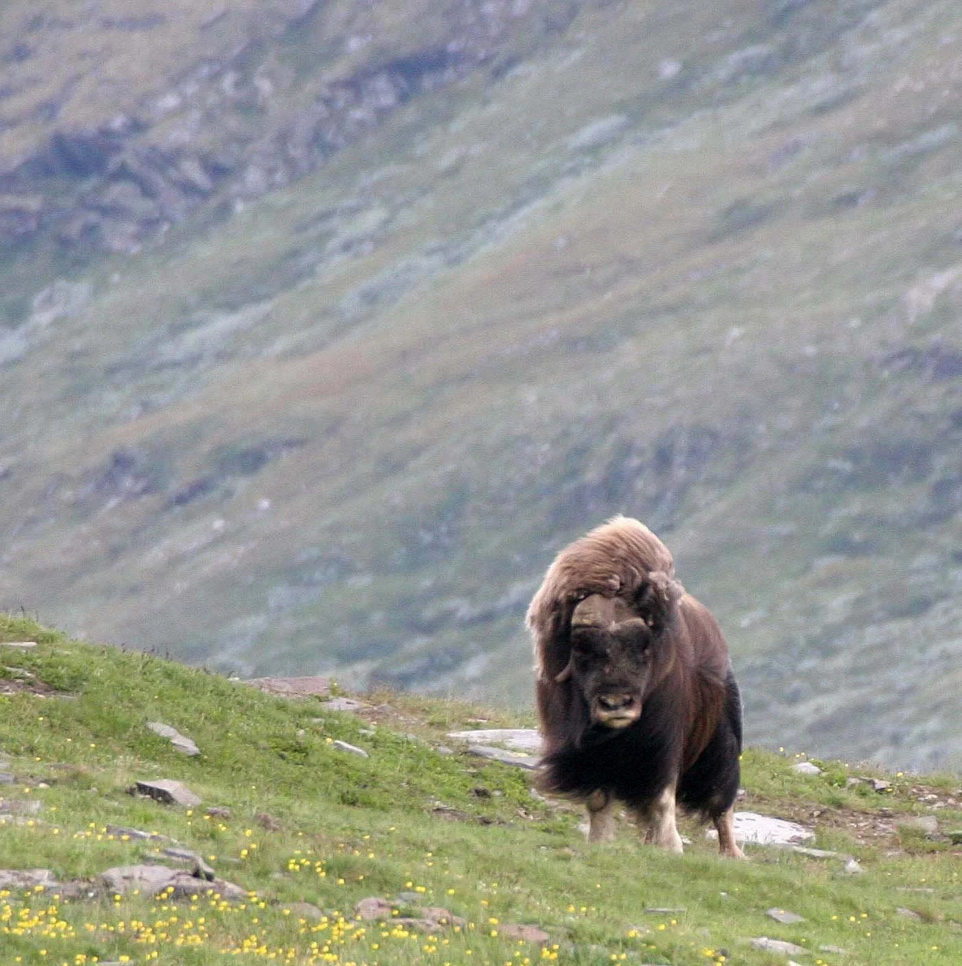 BOVID - MUSKOX - WILD HERD IN DOVERFJELD NP NORWAY - MUSKOX SAFARI (41).jpg