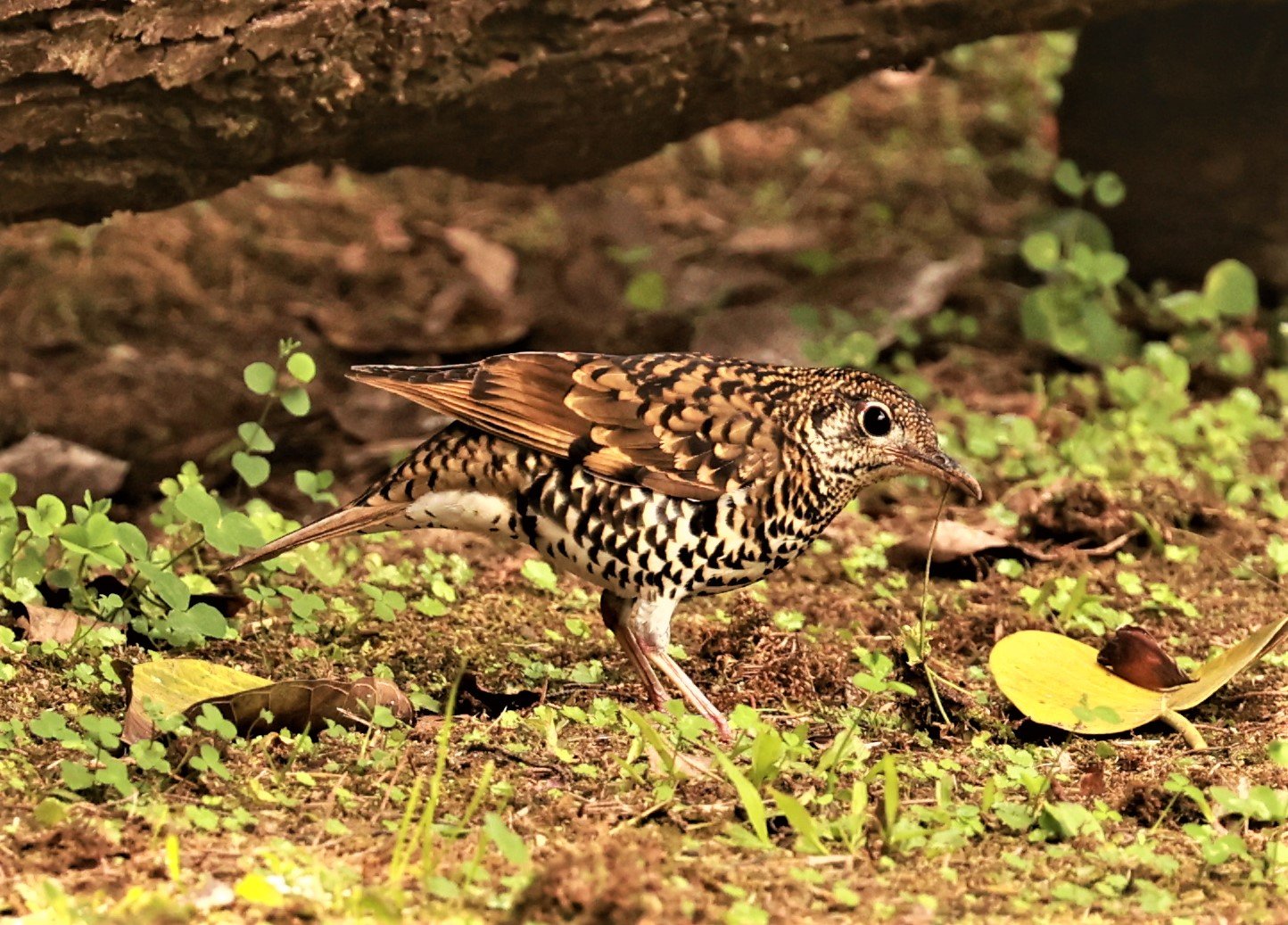 Scaly Thrush (Zoothera dauma) Doi Ang Kang Chiang Mai (49).jpg