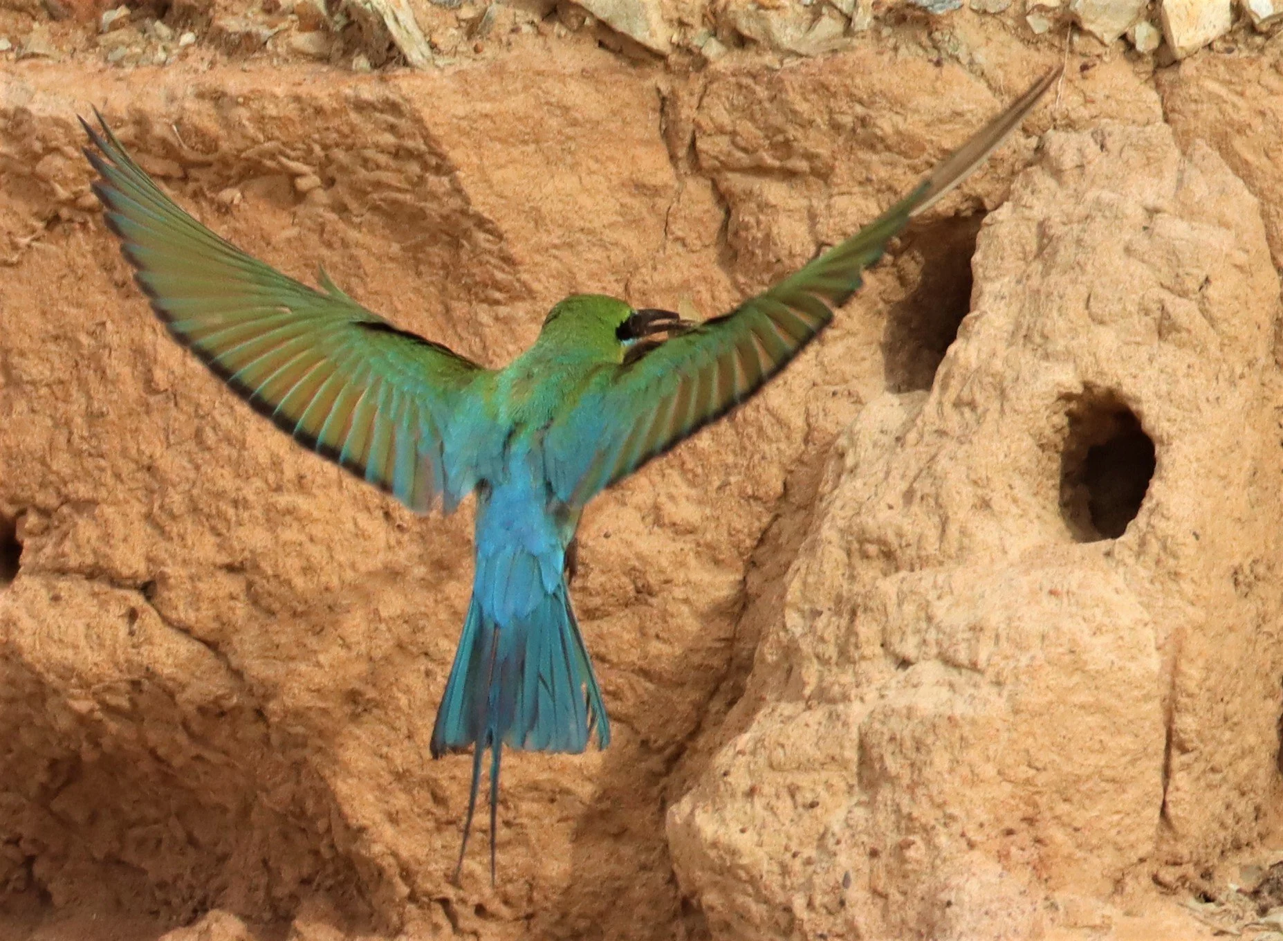 BEE EATER - BLUE-TAILED BEE-EATER - Merops philippinus - PETCHABURI OPEN QUARY AREA ON WAY TO BAAN MAKA (26).jpg