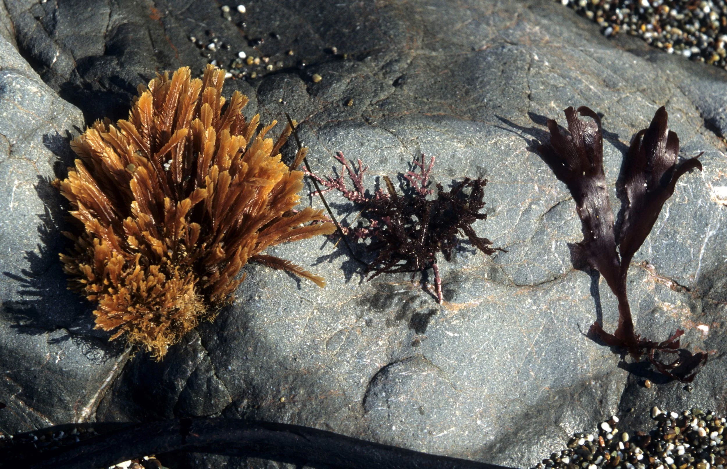 CALIFORNIA - BODEGA BAY - MARINE ALGAE.jpg