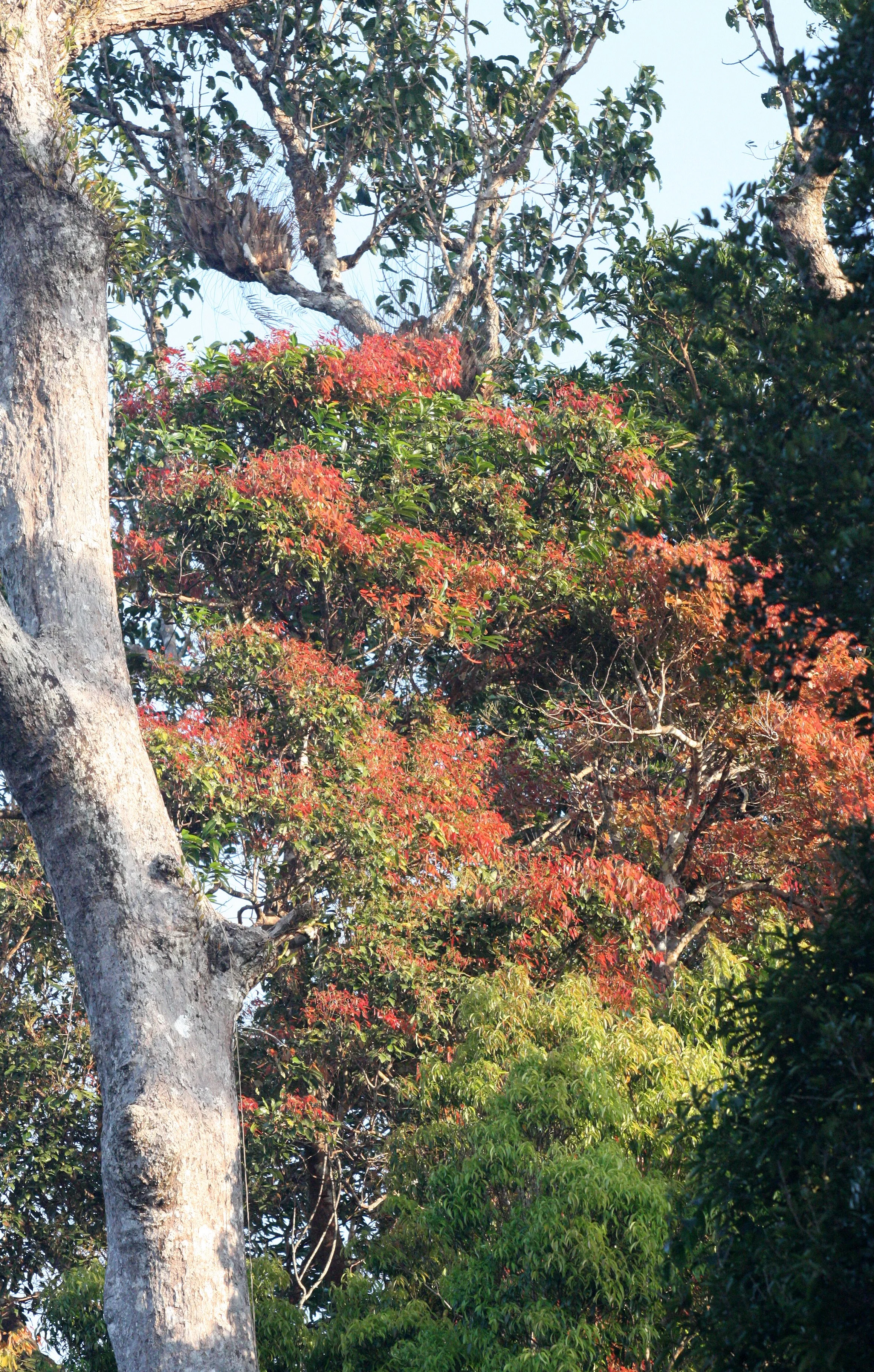 KAENG KRACHAN NATIONAL PARK THAILAND - FOREST SCENES (18).JPG