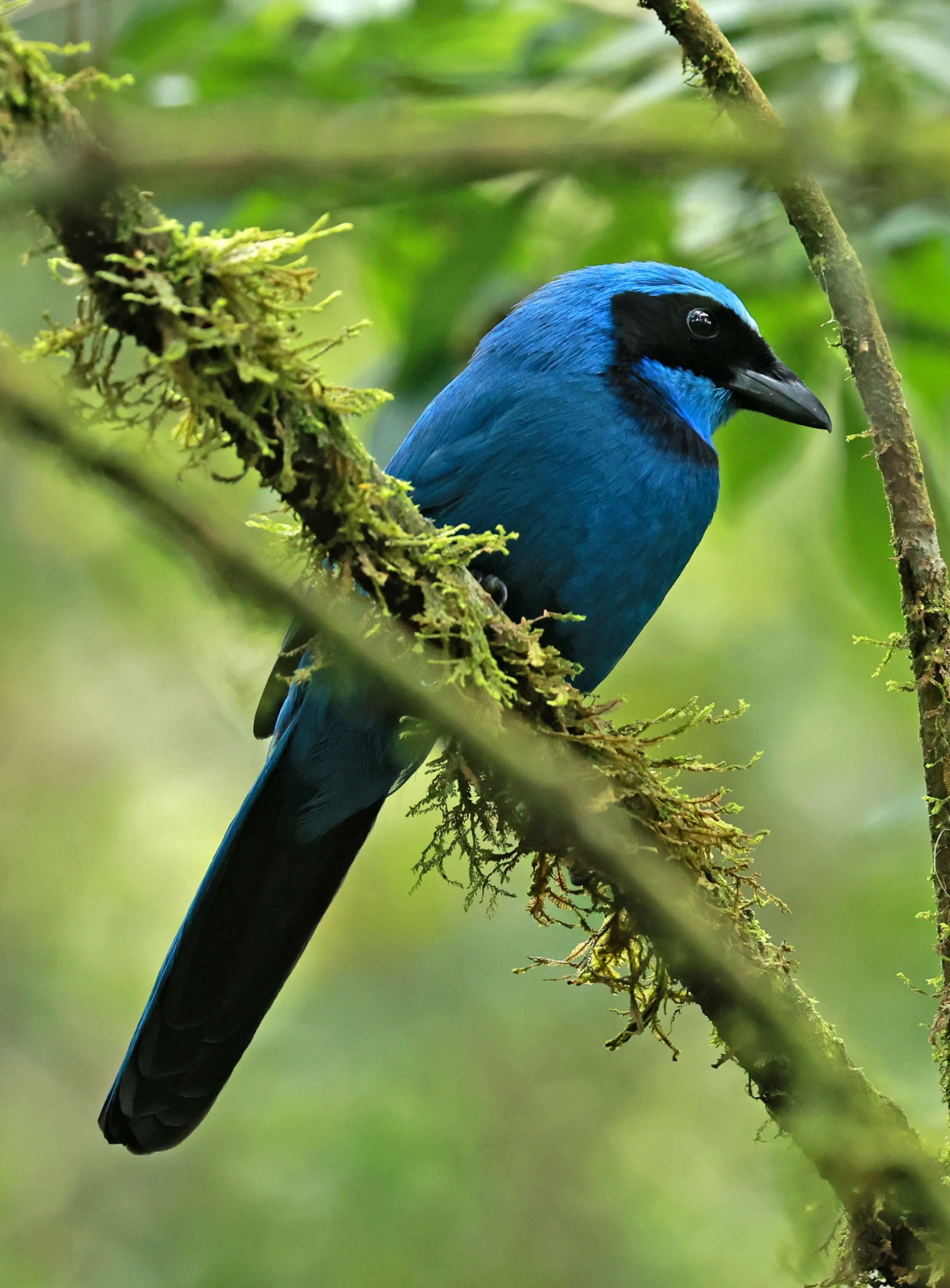 Jay - Turquoise Jay - Cyanolyca turcosa - Guango Lodge, Papallacta, Ecuador (13).jpg
