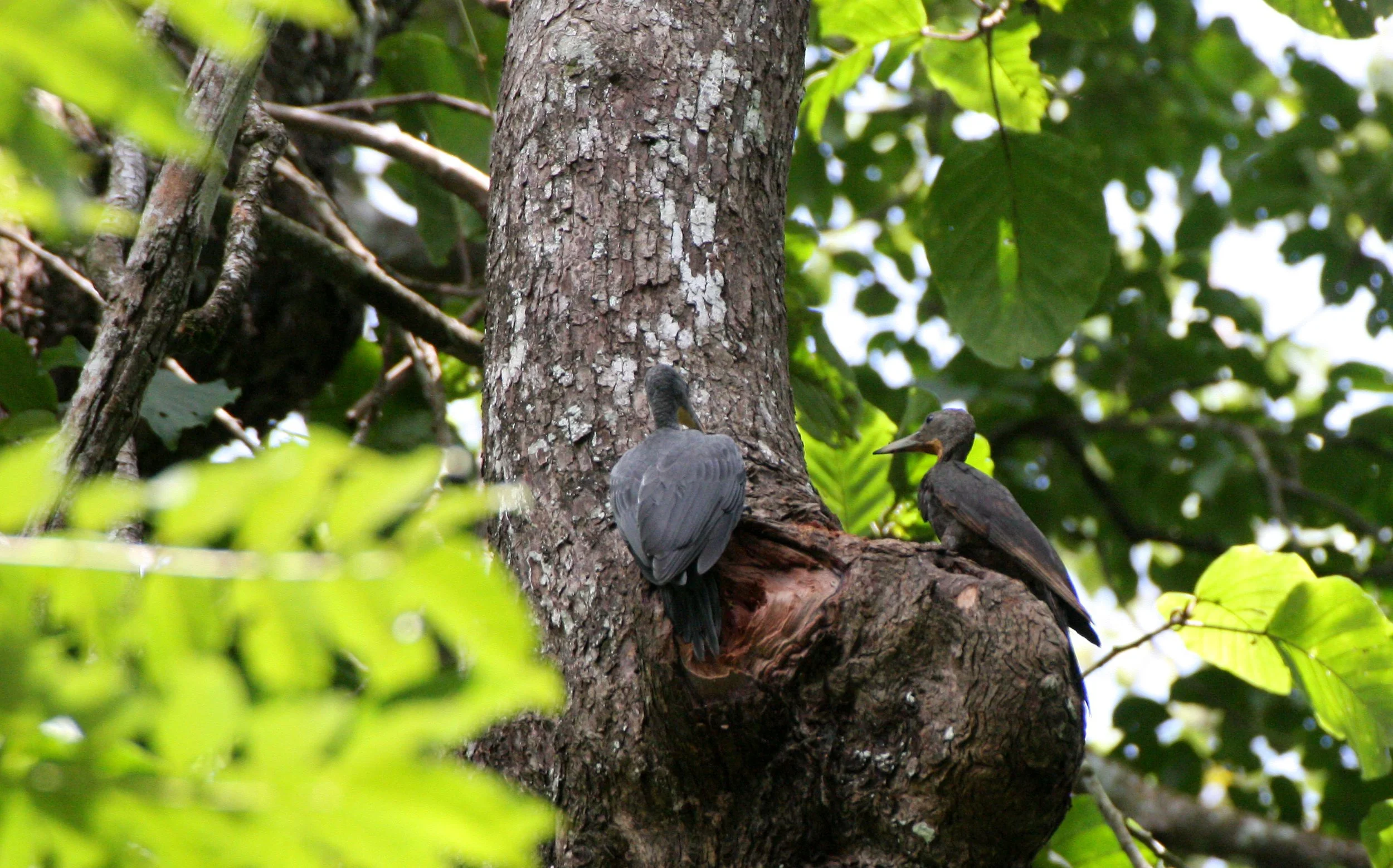 BIRD - WOODPECKER - GREAT-SLATY WOODPECKER - KAENG KRACHAN NP THAILAND (17).JPG