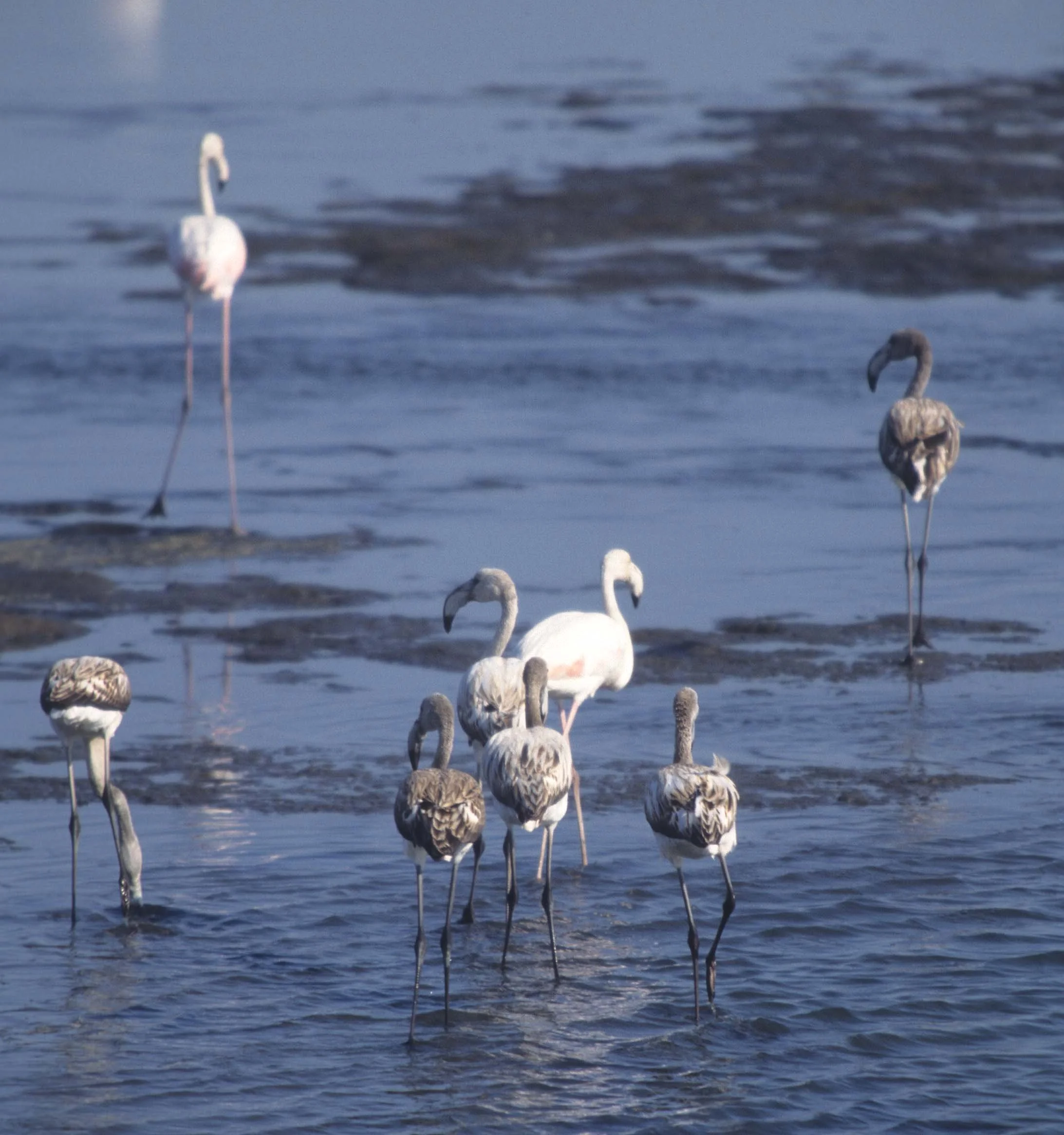 BIRDS - FLAMINGO - GREATER - NAMIBIA COAST 2.jpg