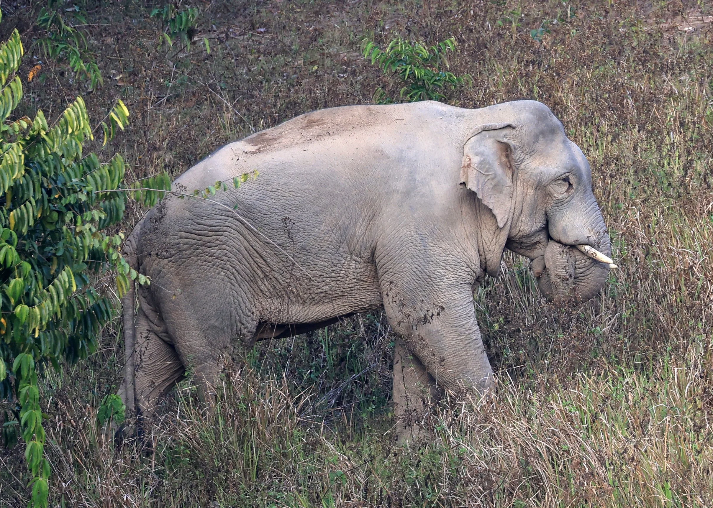 Asian Elephant (Elephas maximus) Khao Yai National Park, Thailand (99).jpg