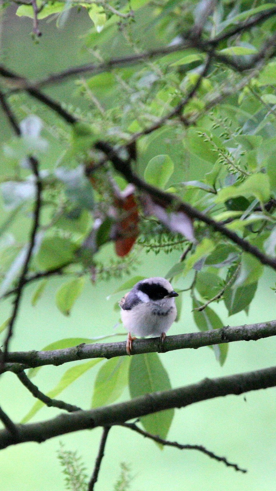 Black-throated Bushtit (Aegithalos concinnus) Hongcun Village, Anhui China (16).JPG