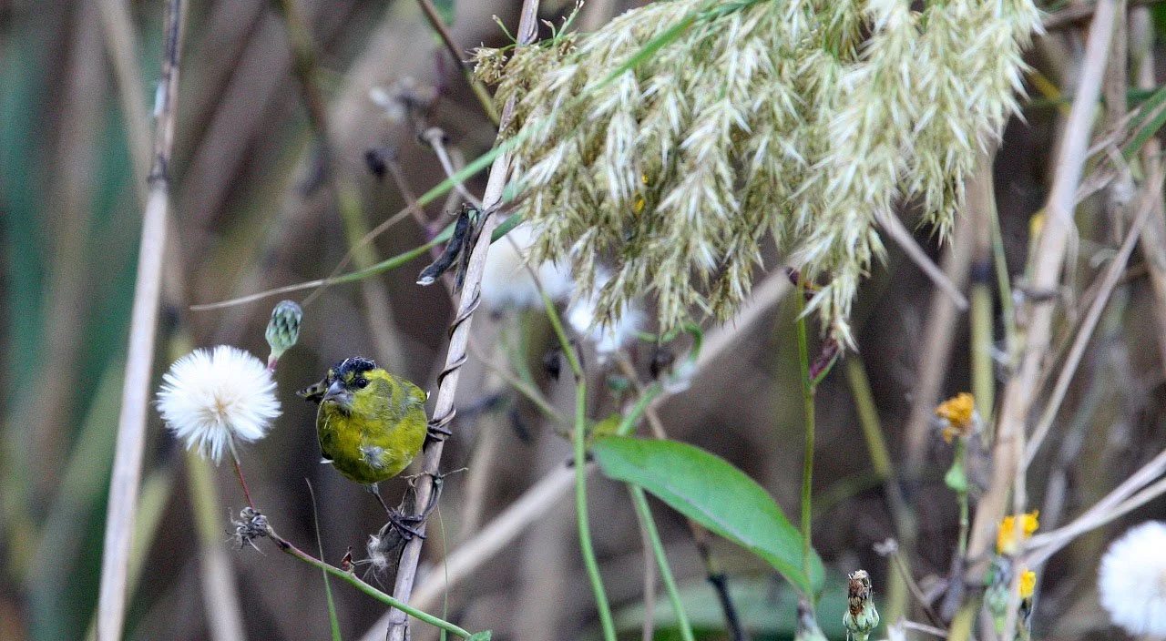 Eurasian Siskin (Spinus spinus) Nankou Rudong, China (5).JPG