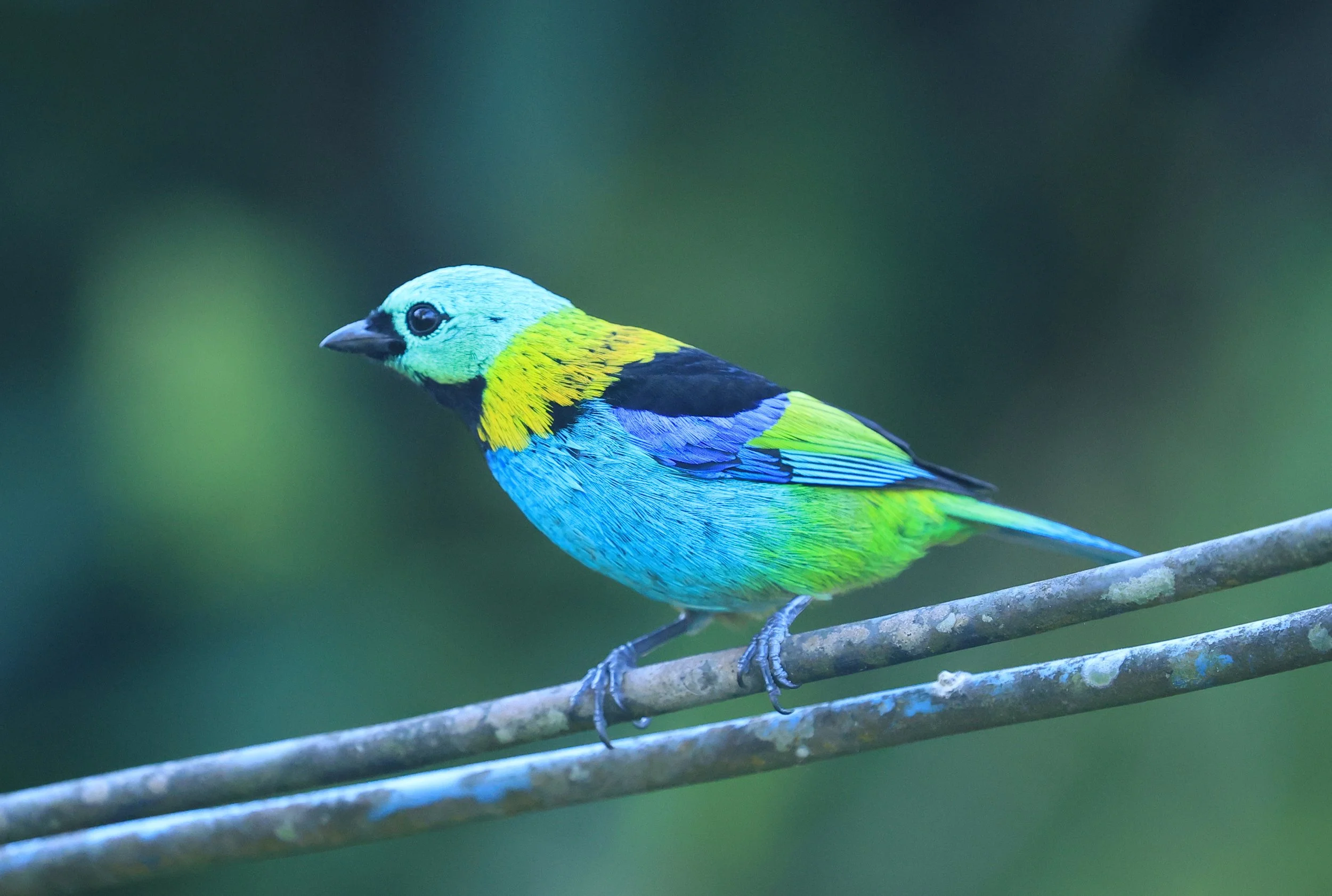 Green-headed Tanager (Tangara seledon)  Superagui National Park, Brazil (221).jpg
