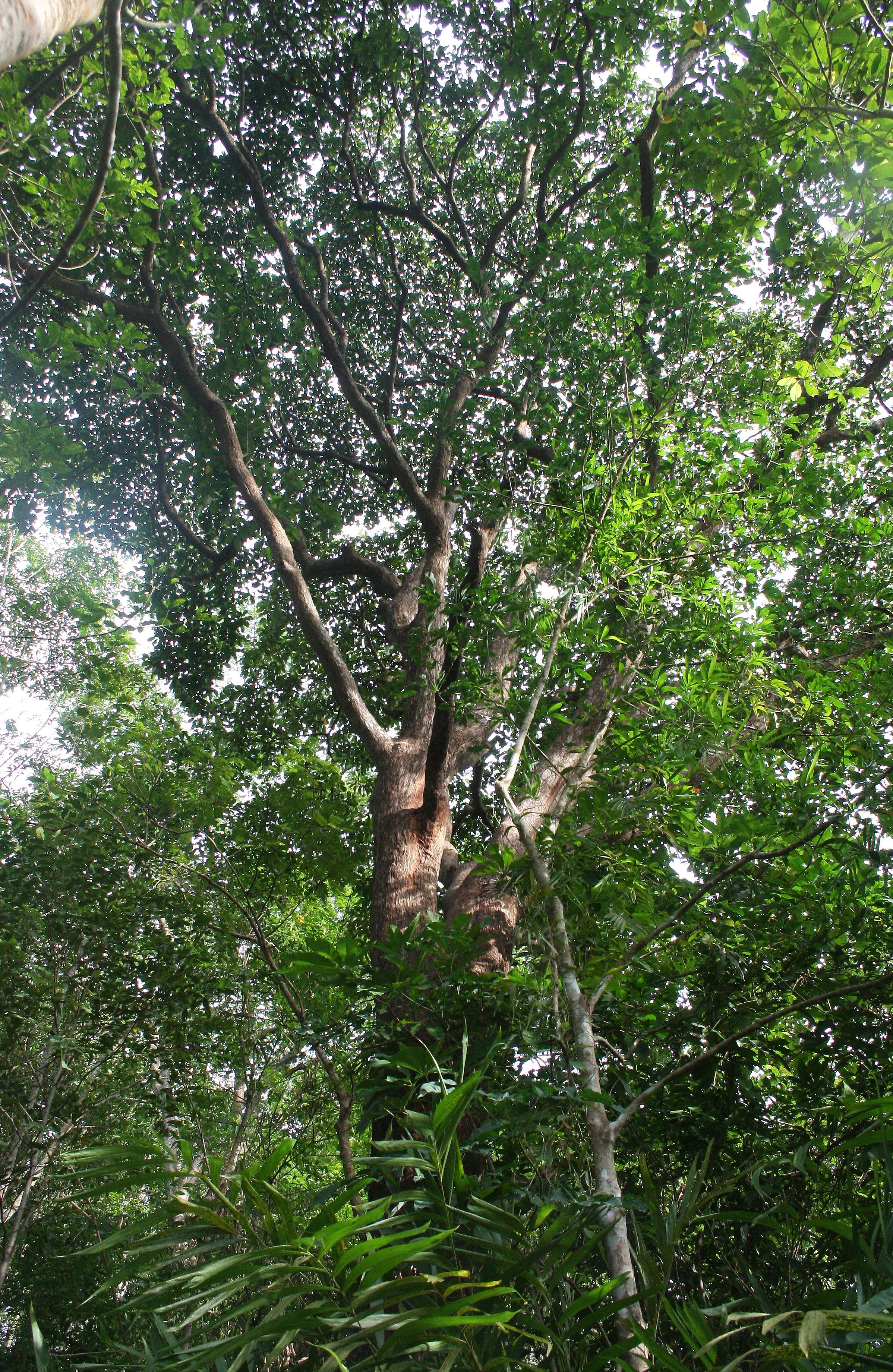 2008 Promluk Property And Family - Nawarn, Dad, etc (48).JPG