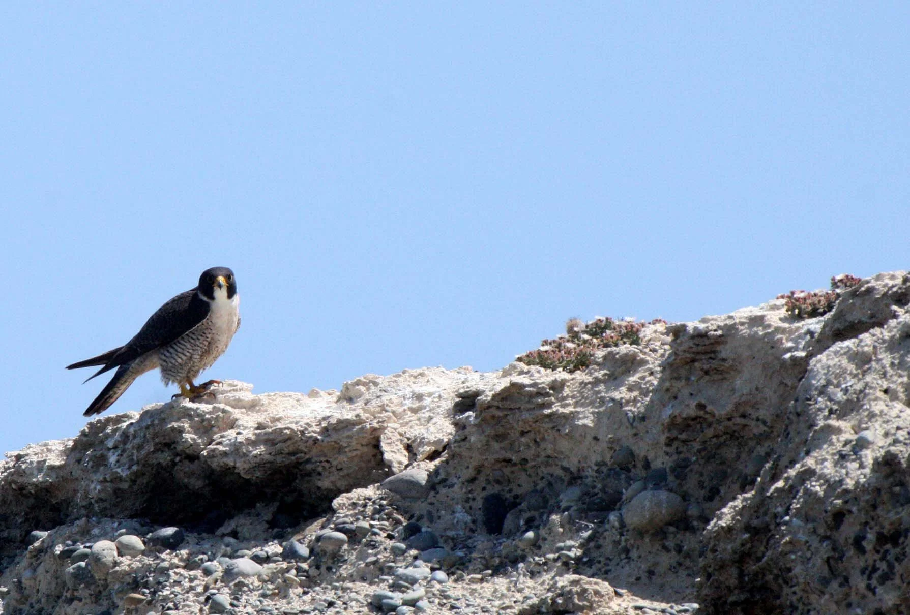 Falco peregrinus anatum - AMERICAN PEREGRINE FALCON - SAN IGNACIO LAGOON BAJA MEXICO (52).JPG
