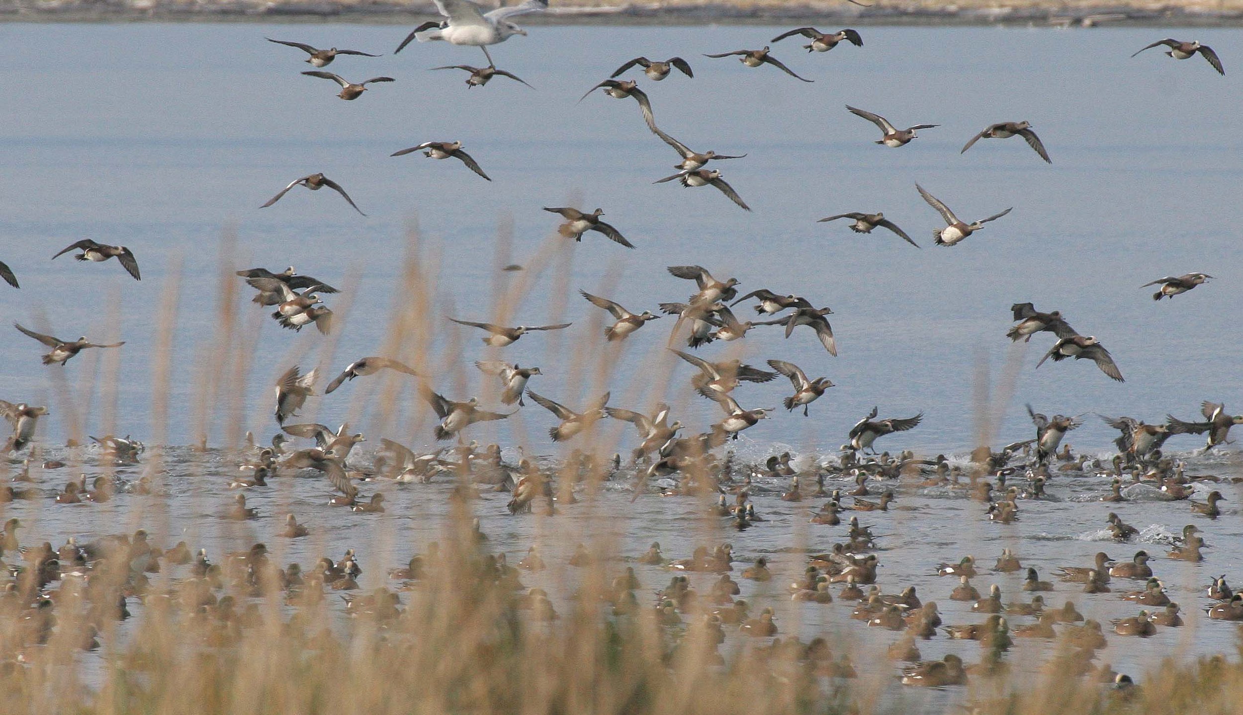 WIGEON - AMERICAN WIGEON - Mareca americana - THREE CRABS DUNGENESS RIVER MOUTH WETLAND SEQUIM WASHINGTON (20).jpg