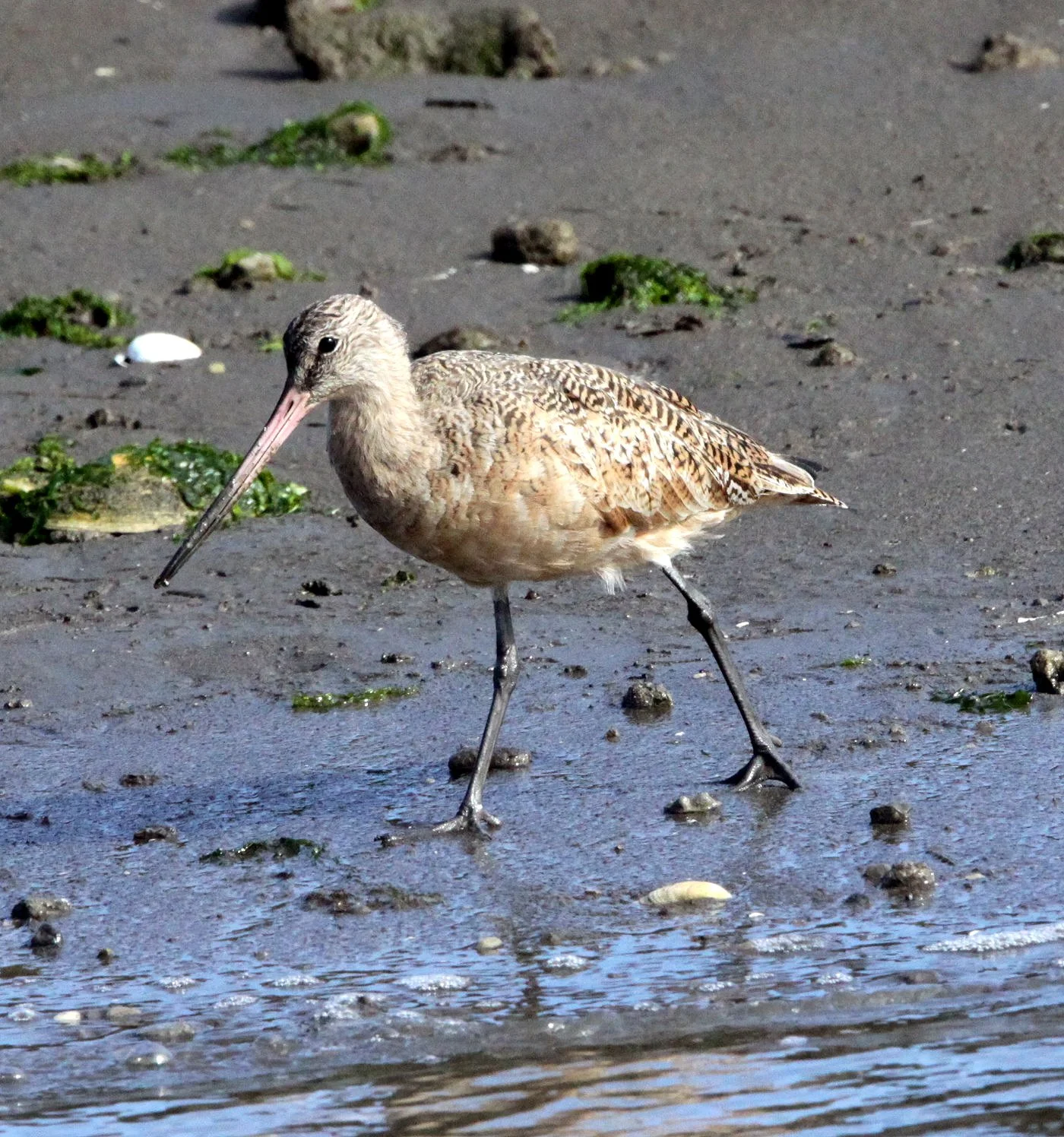 BIRD - GODWIT - MARBLED GODWIT - ELKHORN SLOUGH CALIFORNIA (5).JPG