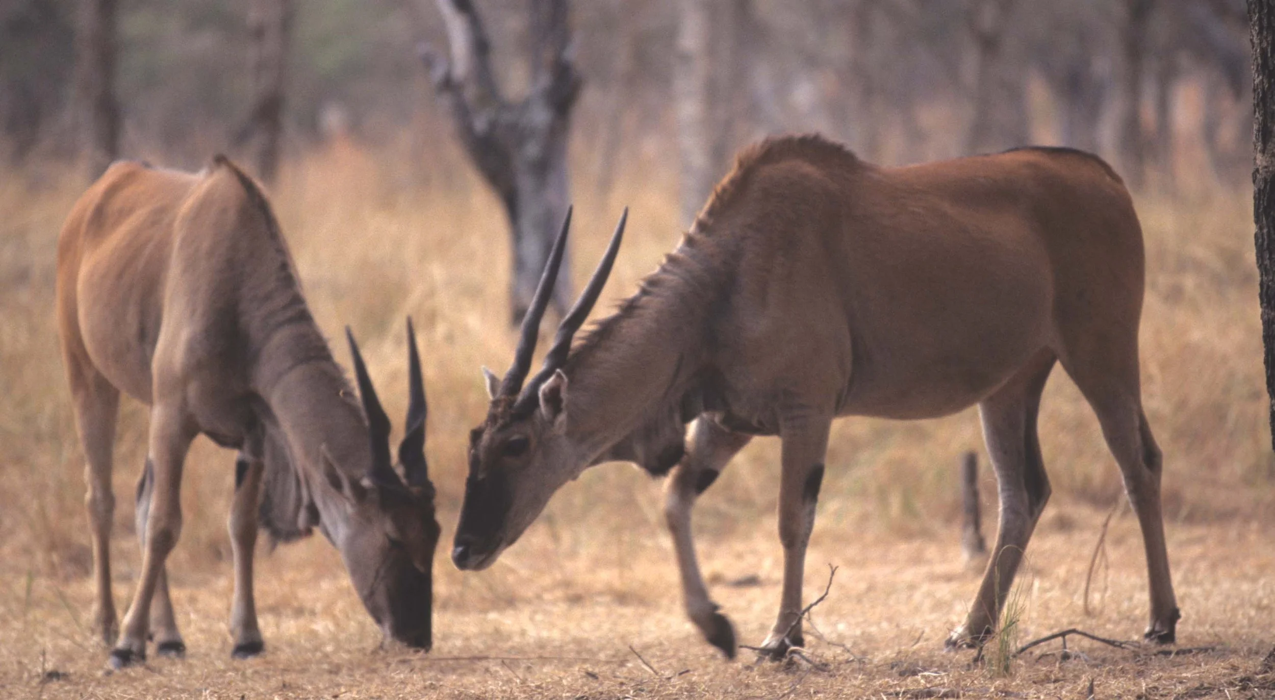 BOVID - ELAND - LESSER - ZIMBABWE (3).jpg
