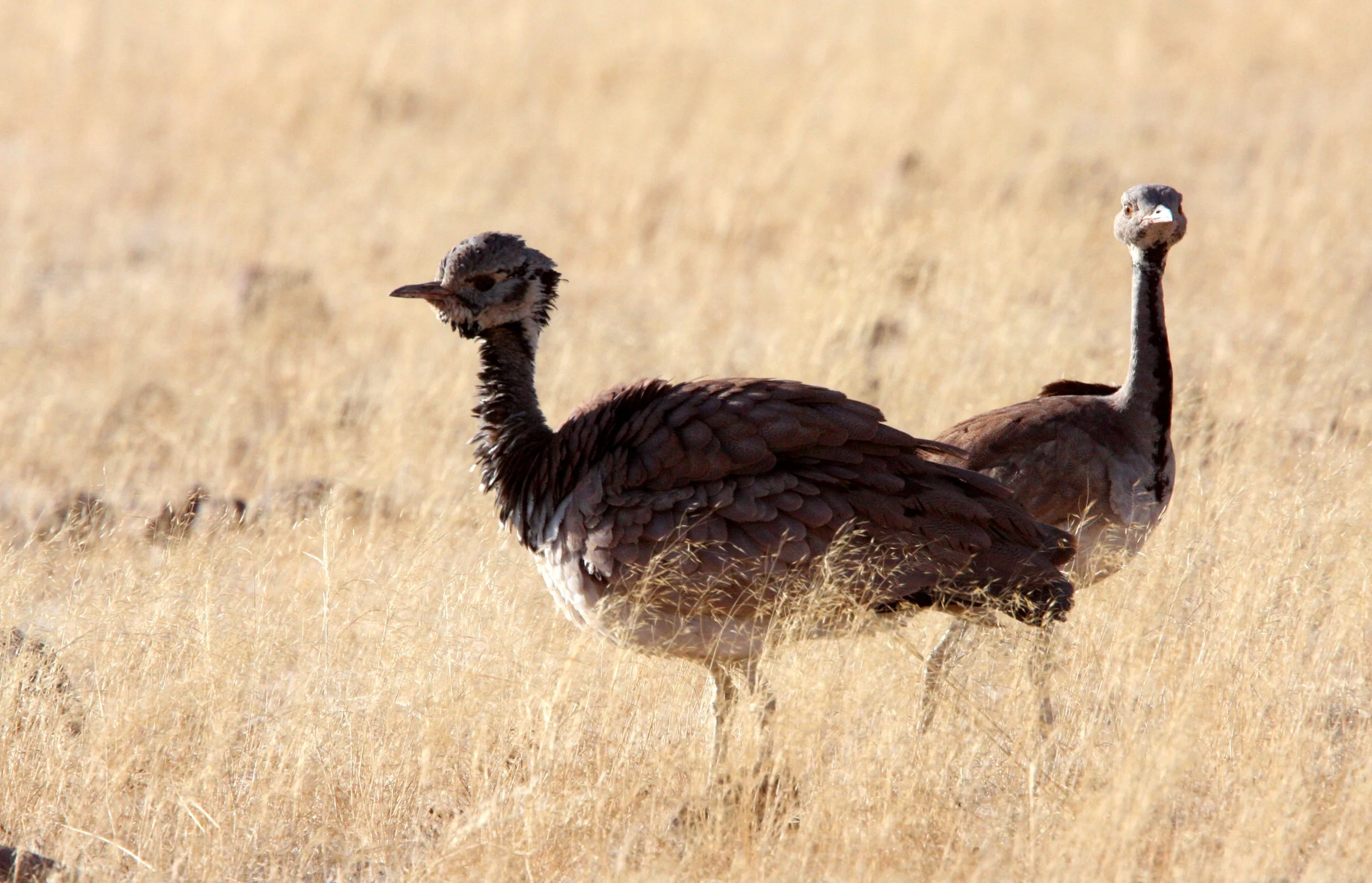 Ruppell's Korhaan (Eupodotis reupellii) Damaraland Namibia (9).JPG