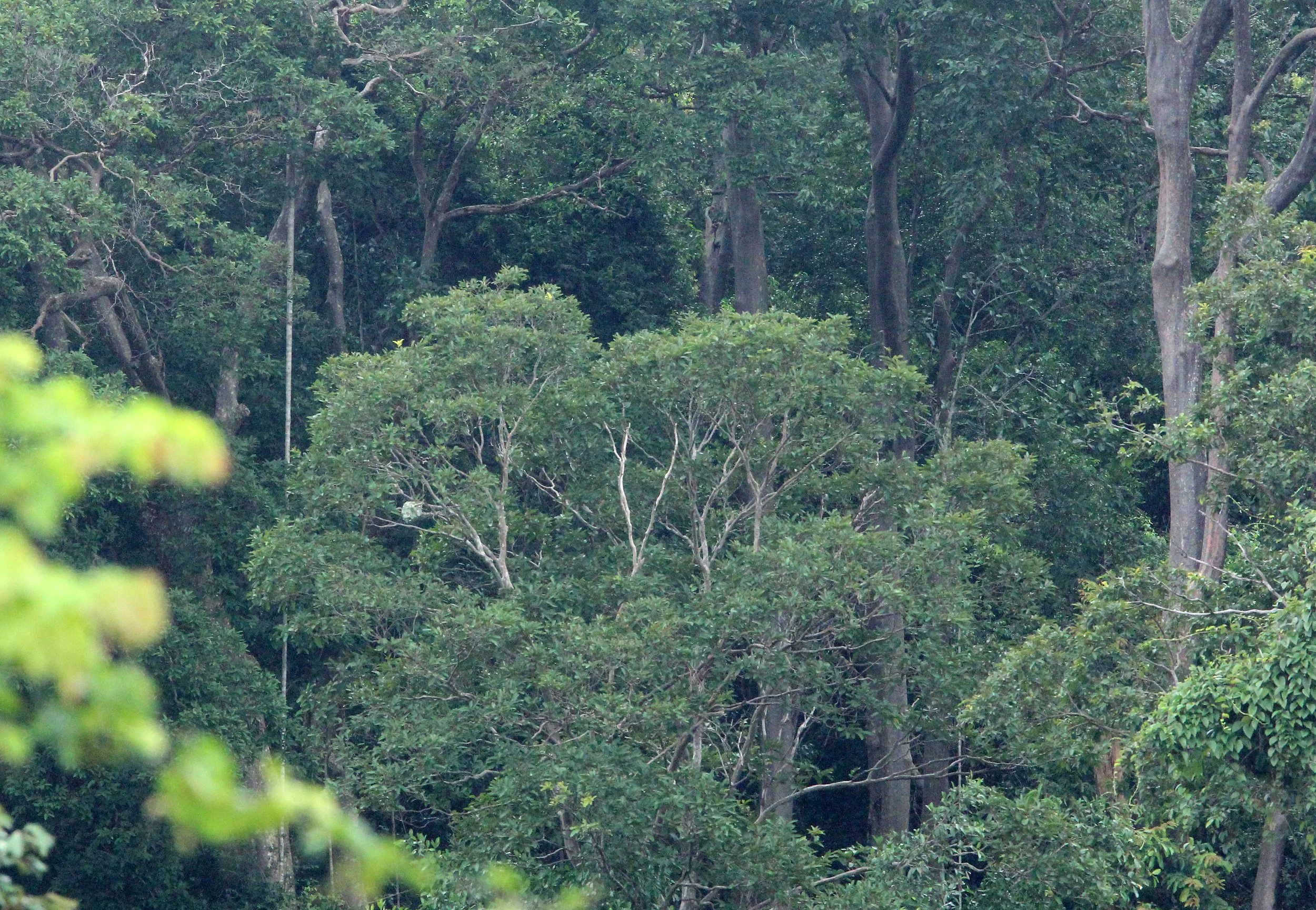 2017 Phu Khieo Wildlife Sanctuary  (12).JPG