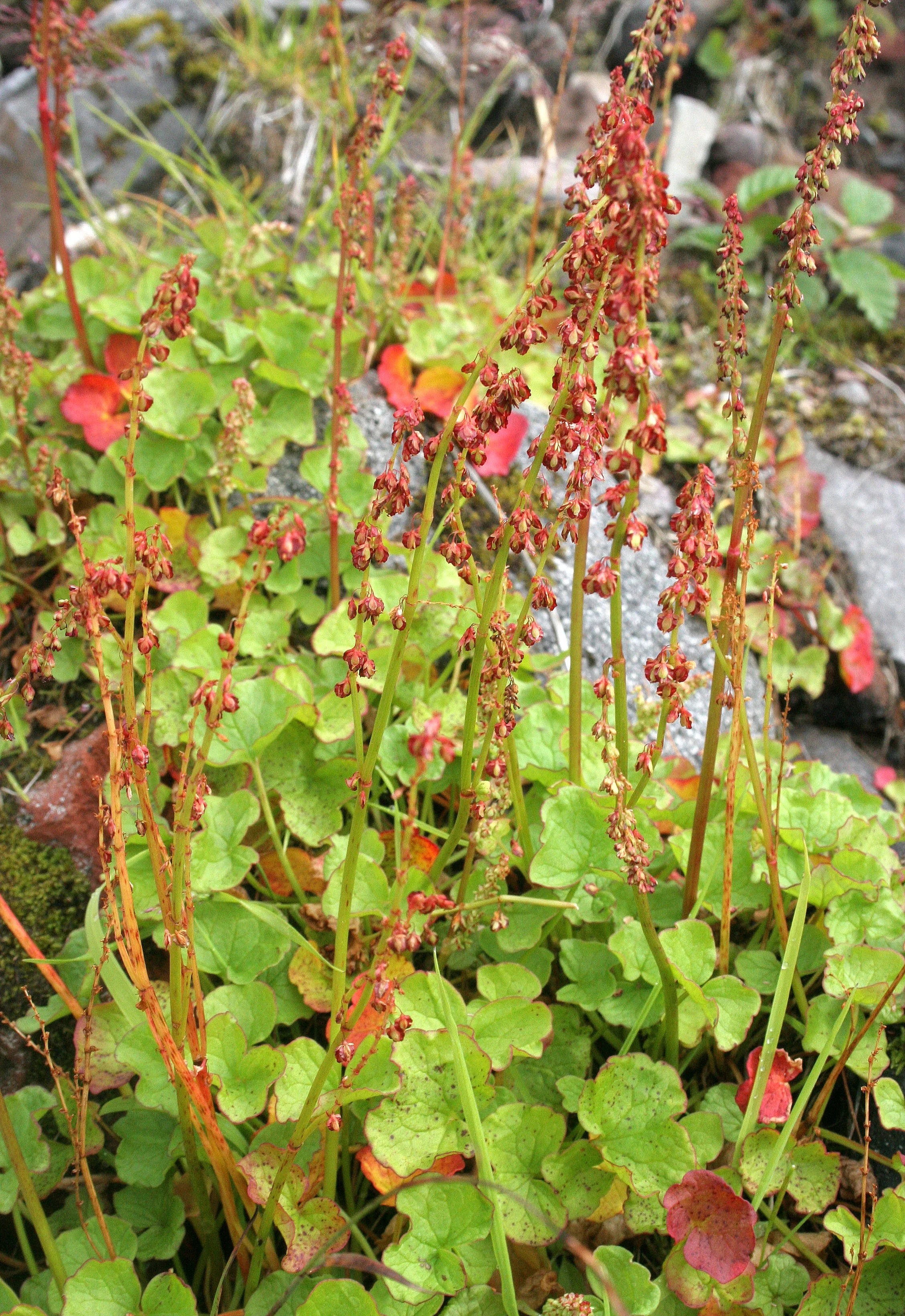 KURIL ISLAND - FLORA (37).jpg
