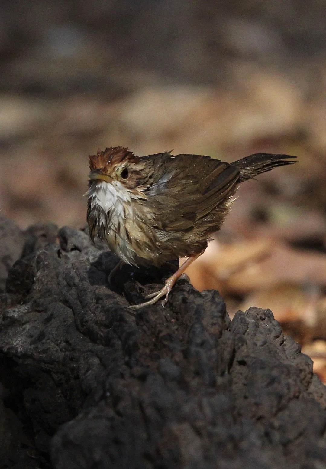 ROBIN - SIBERIAN BLUE ROBIN - Luscinia cyane - LUNG SIN HIDE, KAENG KRACHAN AREA (13).jpg